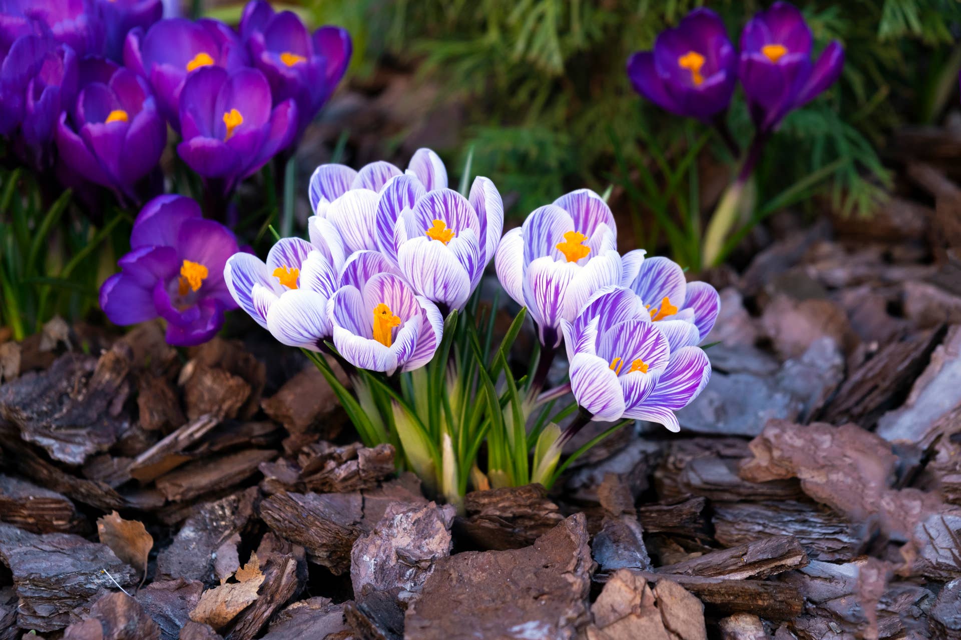 These Are the Best Plants for Year-Round Color in Your Flower Garden -  Dengarden