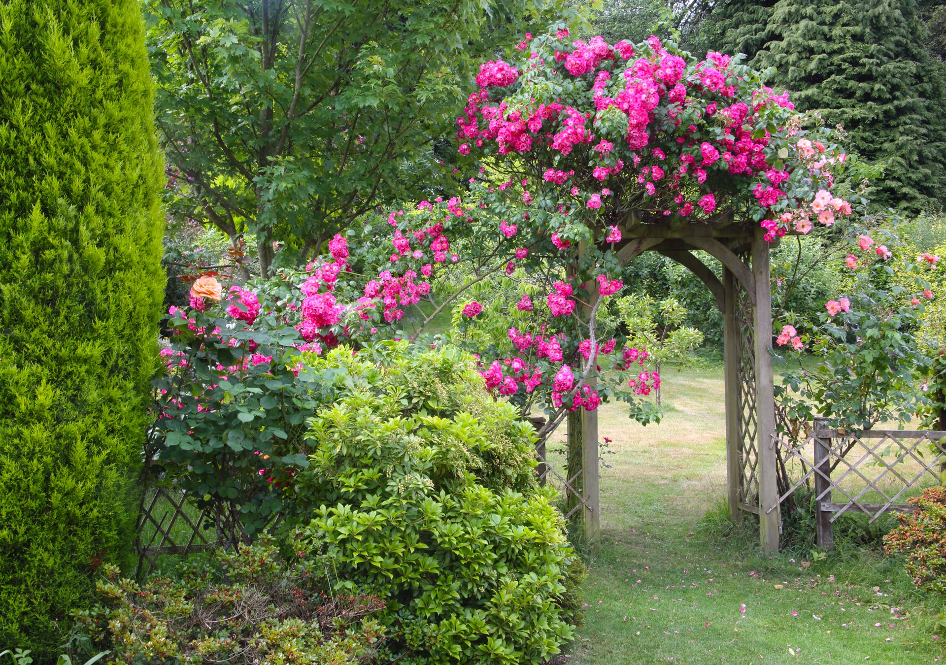 Pink American Pillar climbing rose covering a wooden arch in an English domestic garden, Haslemere, Surrey, England, UK.