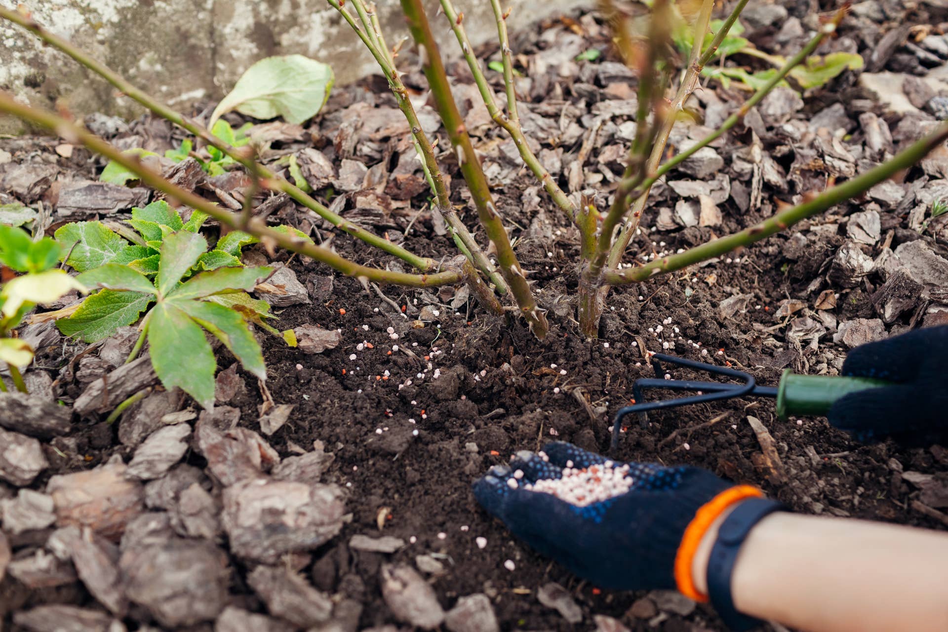 Gardener fertilizing rose bush in spring garden. Granulated mineral fertilizer. Loosening soil with hand fork around shrub. Healthy plants