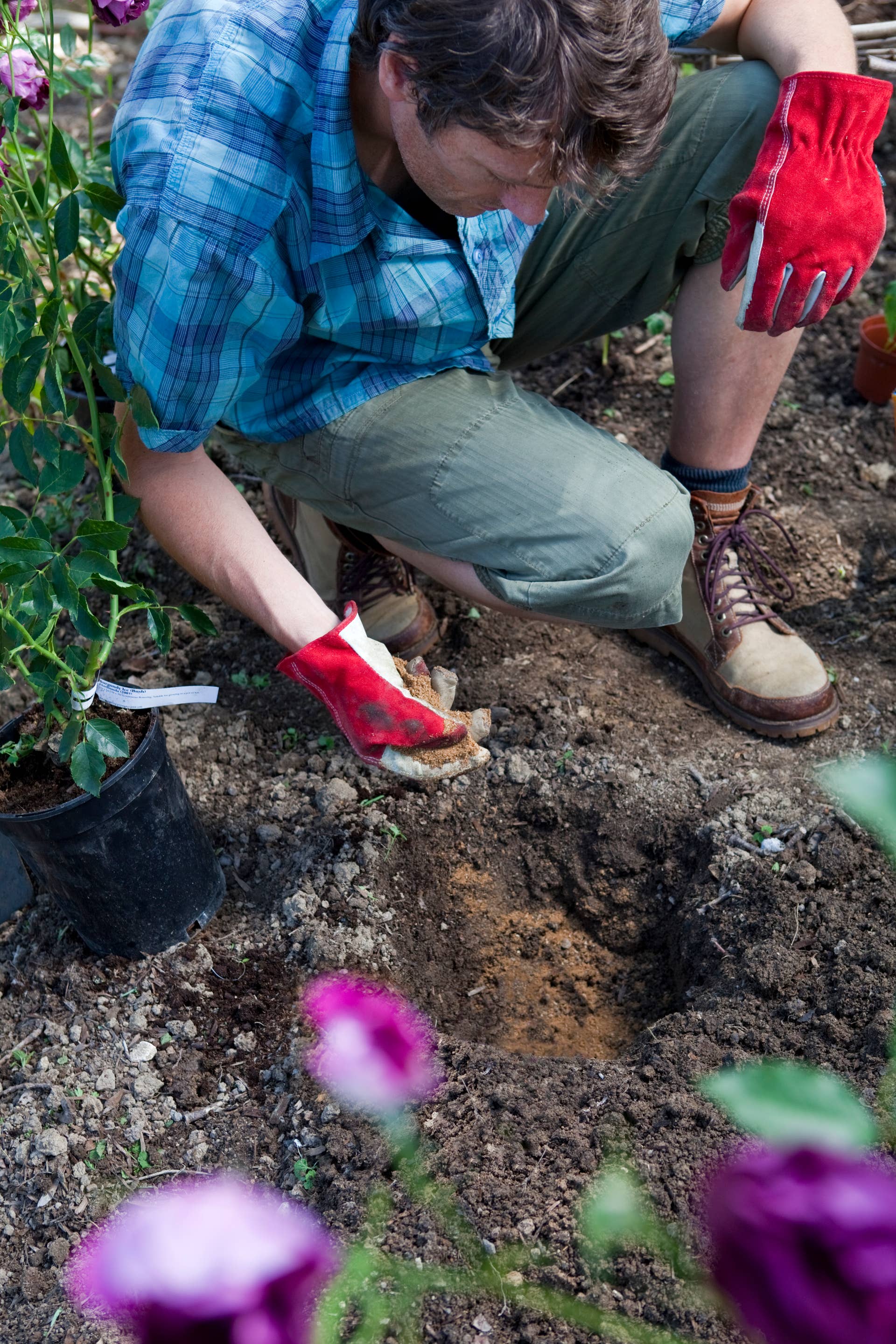 Gardener sprinkling bone meal plant root feed into a hole dug for planting a purple rose bush.