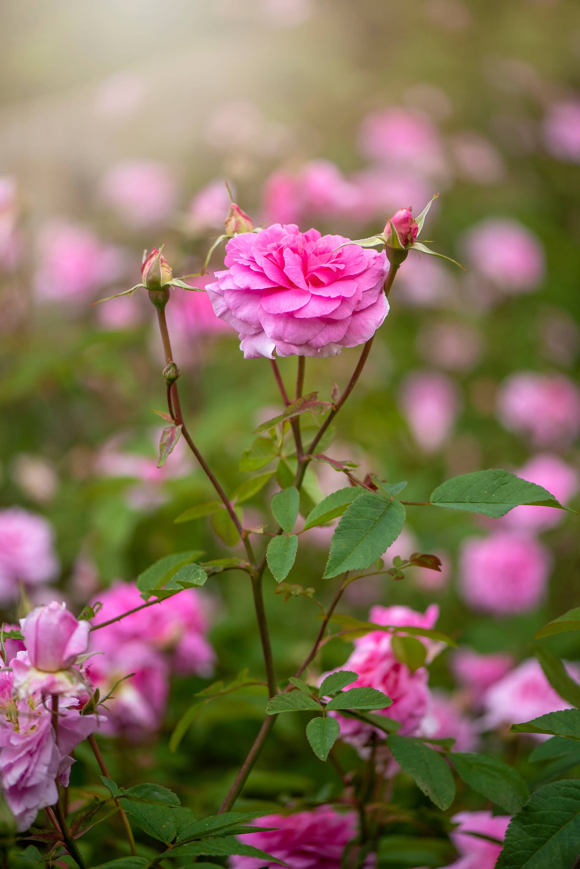 pink rose with buds