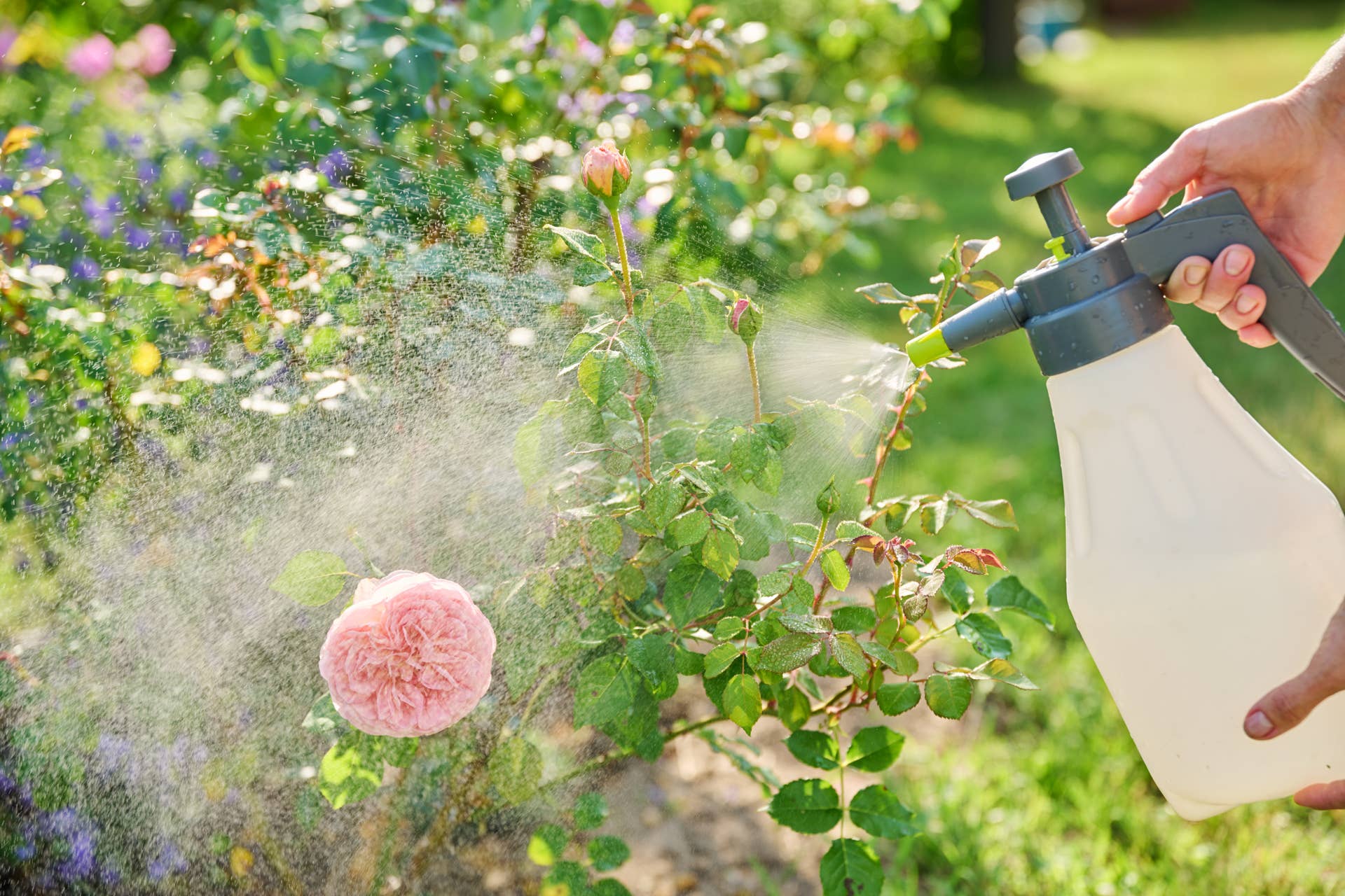 Close-up spray in hands spraying rose bush, treatment against insect pests and fungal diseases leaf fertilization in garden