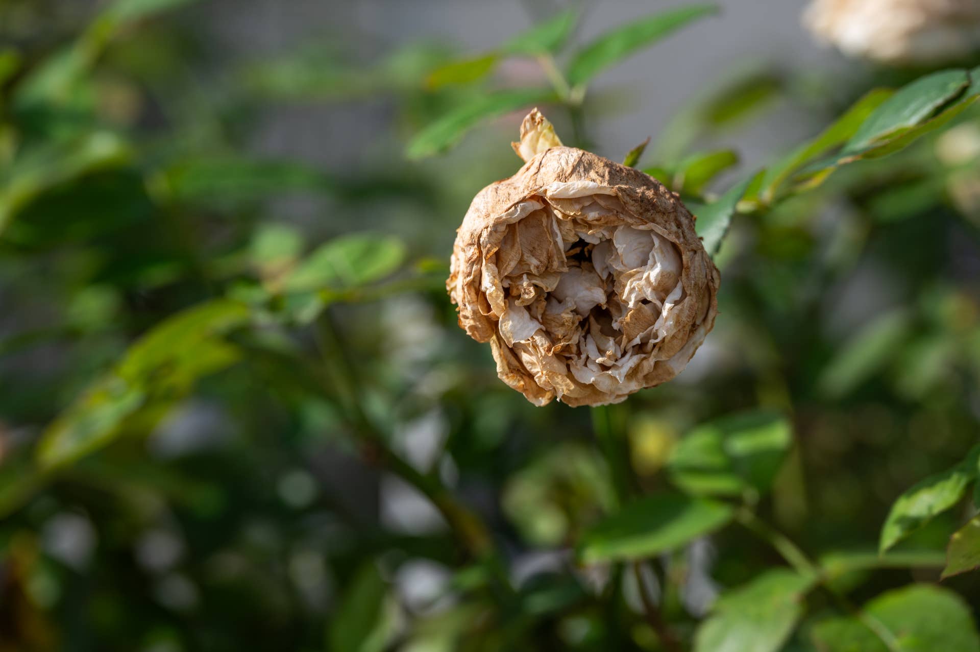 Dry rose problem including insufficient water, improper soil conditions, pest or disease issues, or even physical damage to the stem or roots.