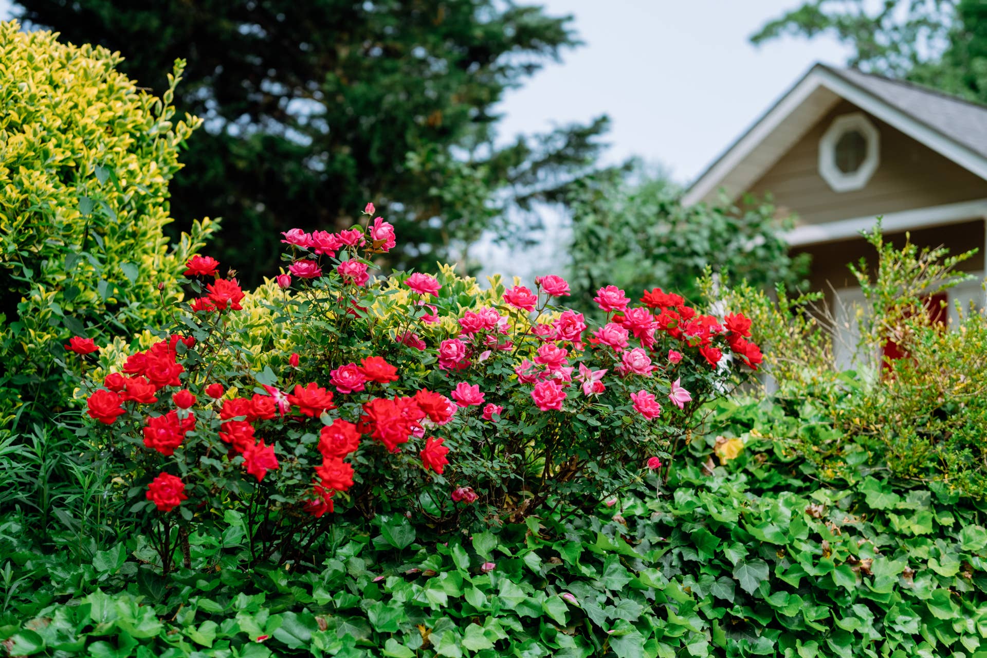 Close-up of rose bushes in bloom in front garden