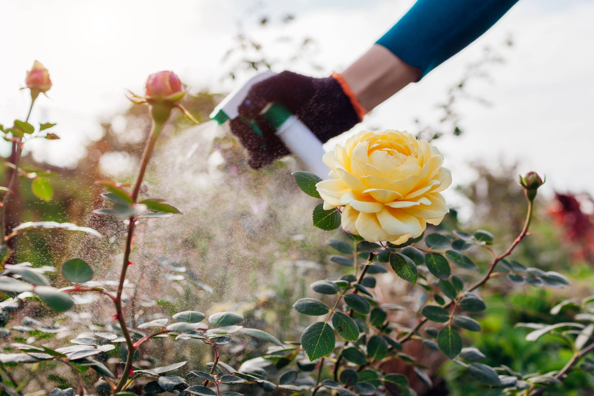 Close up of english Charles Darwin rose flower. Gardener sprays with insecticide fertilizer on bush. Prevent diseases in fall. Taking care of plants. Treatment of black spot