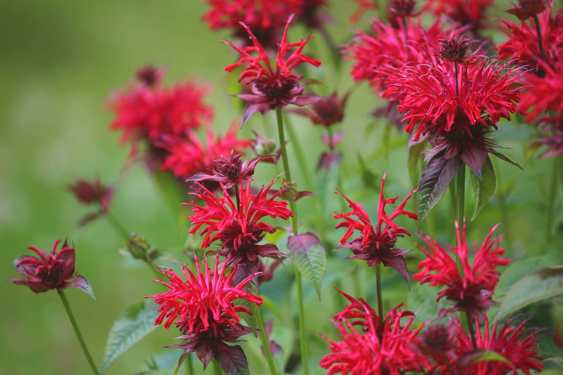 Bee Balm in a meadow.