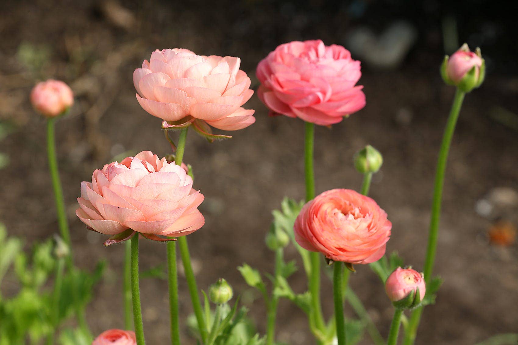 How to Successfully Sow Ranunculus Seeds in Just a Few Steps - Dengarden
