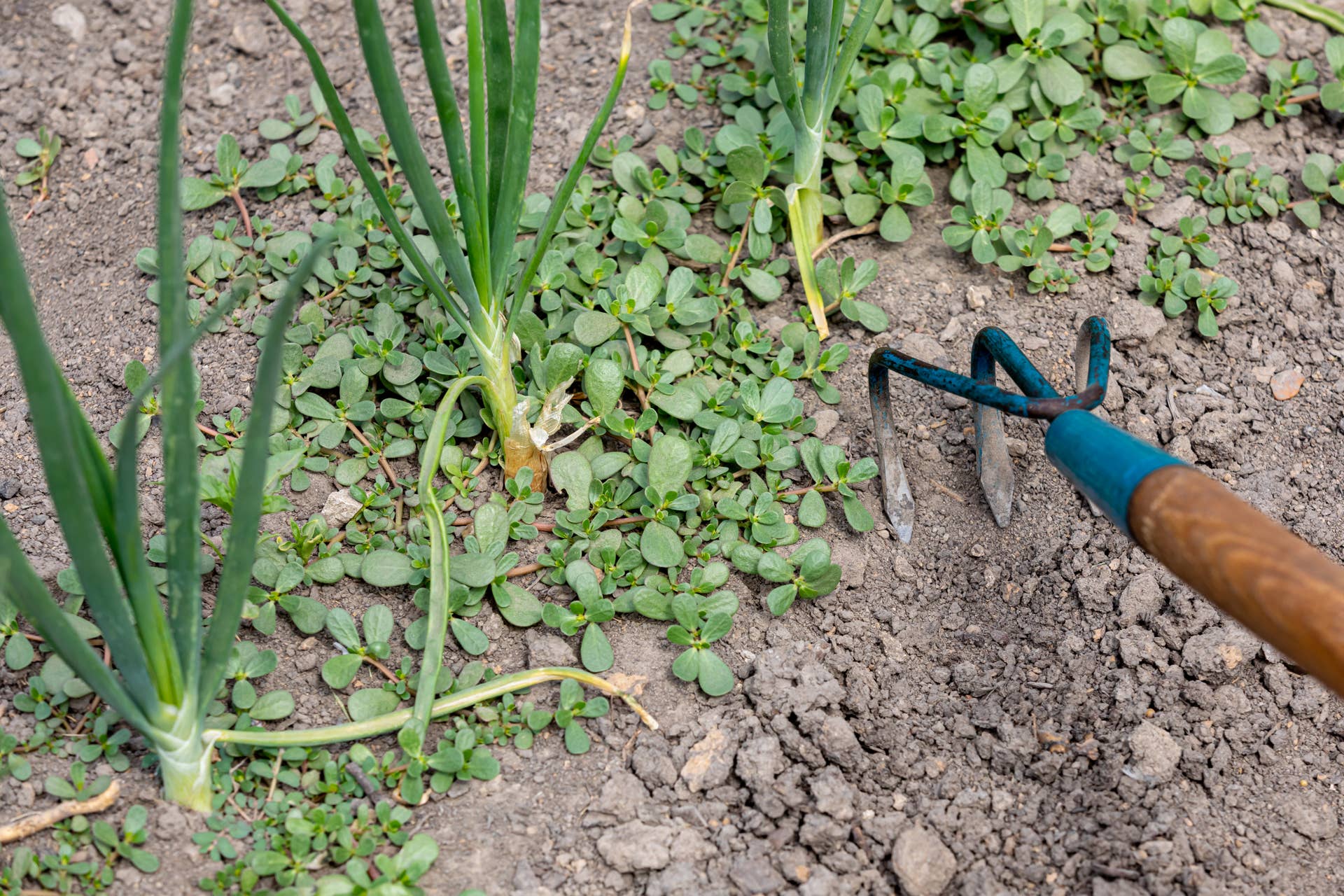 10 Ways to Get Rid of Weeds, According to Experts - Dengarden