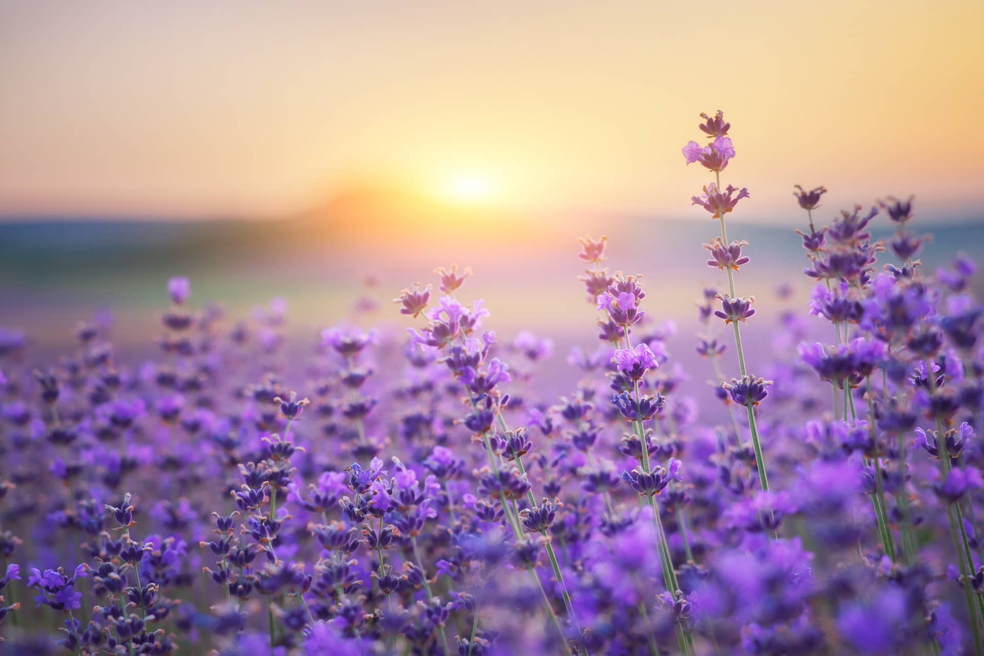 Lavender in a meadow.