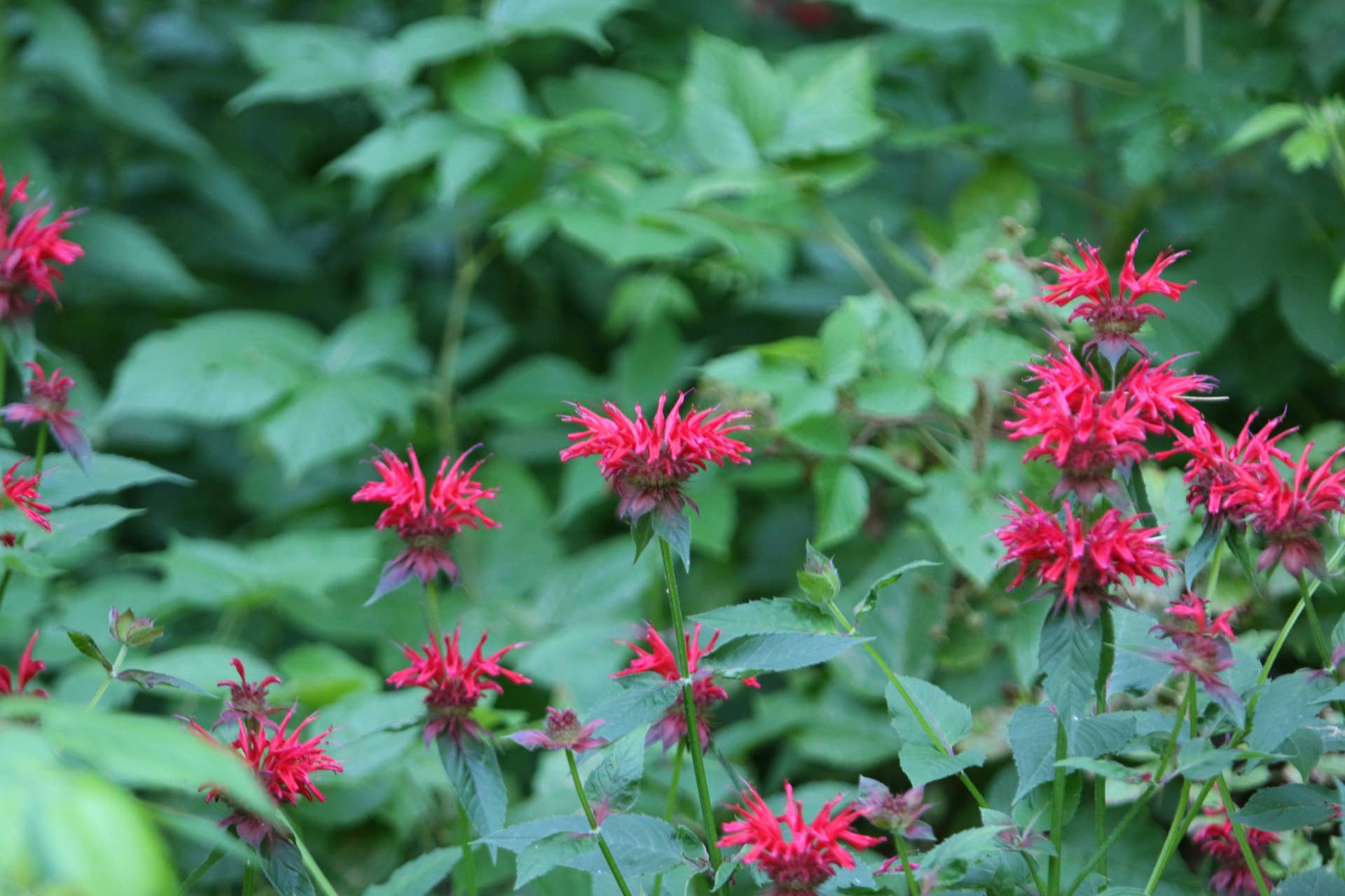 30 Best Plants for Full Sun With Summer Flowers - Dengarden