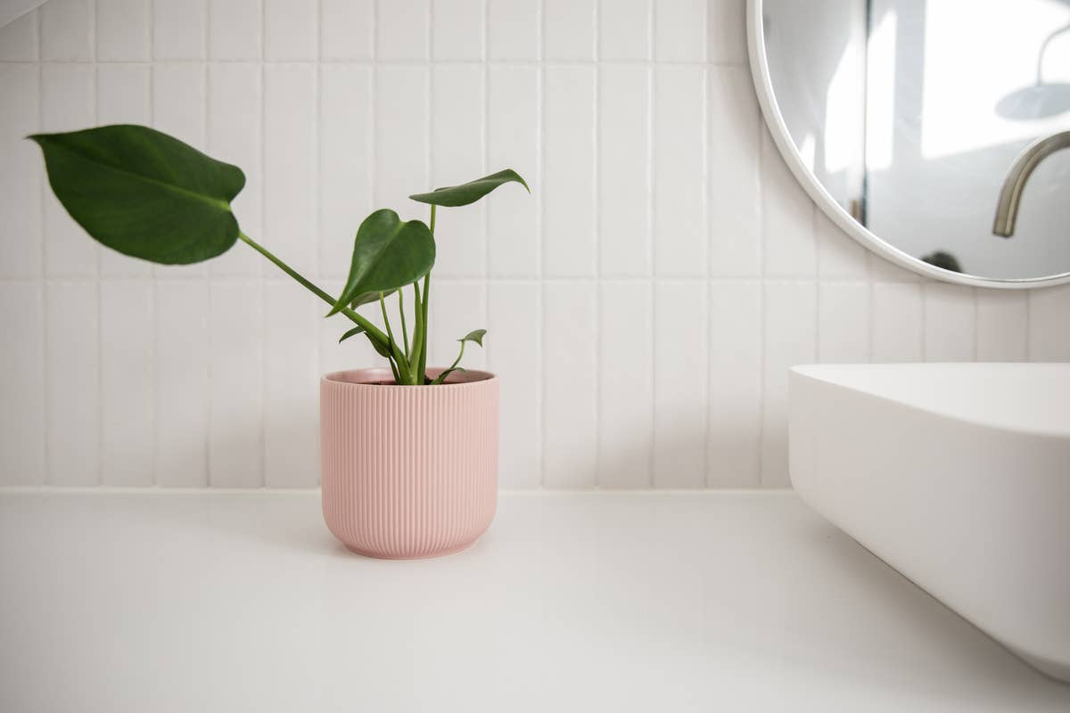 The 5 Best Houseplants to Add to Your Bathroom - Dengarden