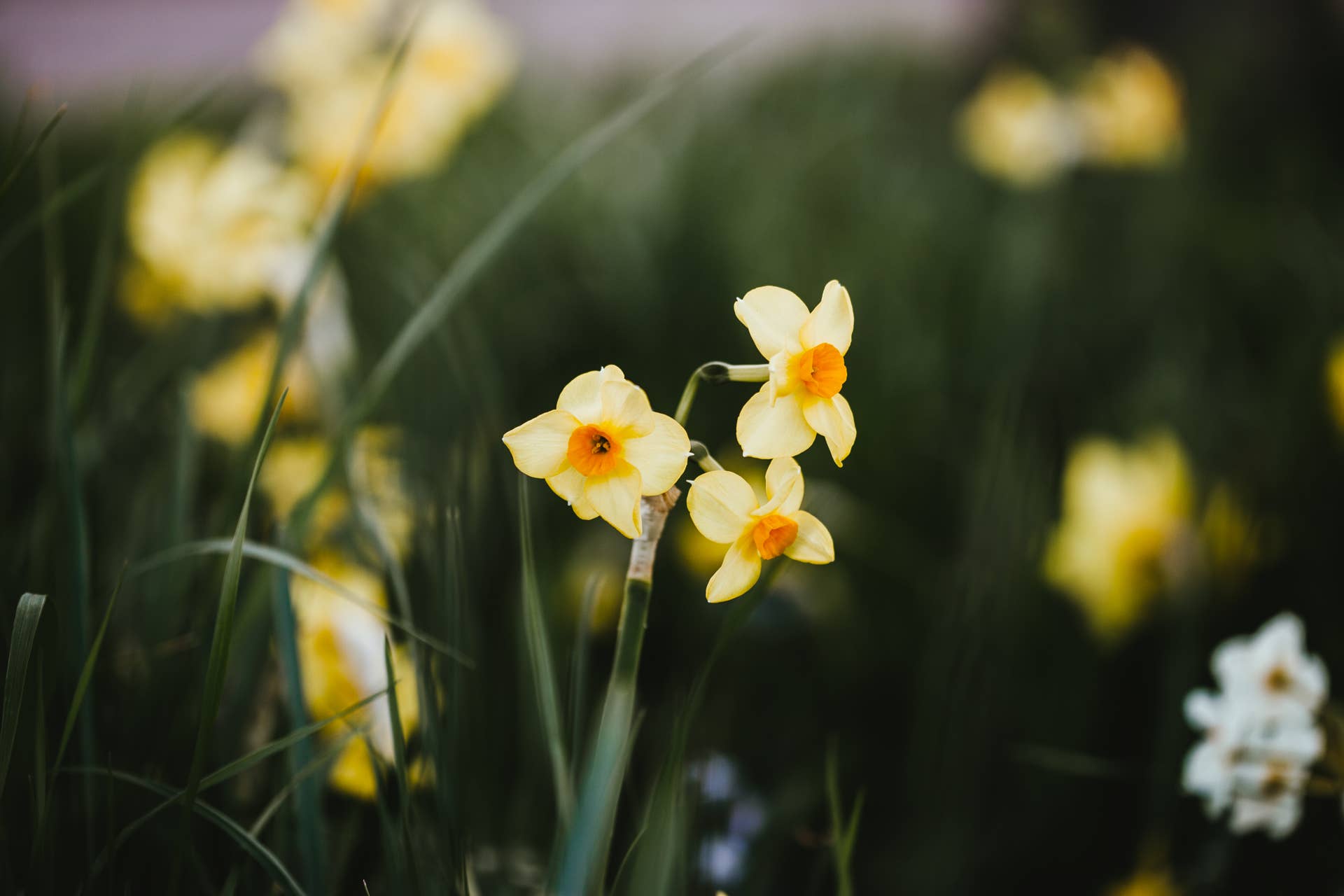 10 Flowers to Plant in Spring - Dengarden
