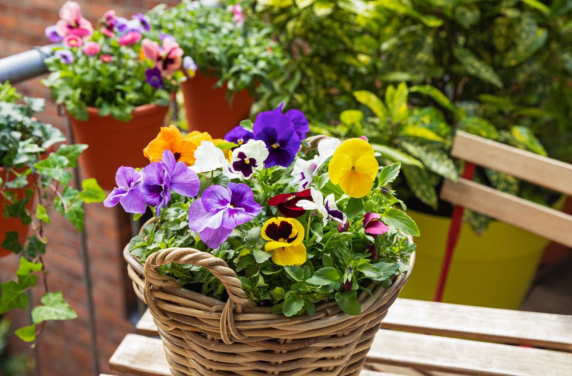 10 Flowers to Plant in Spring - Dengarden