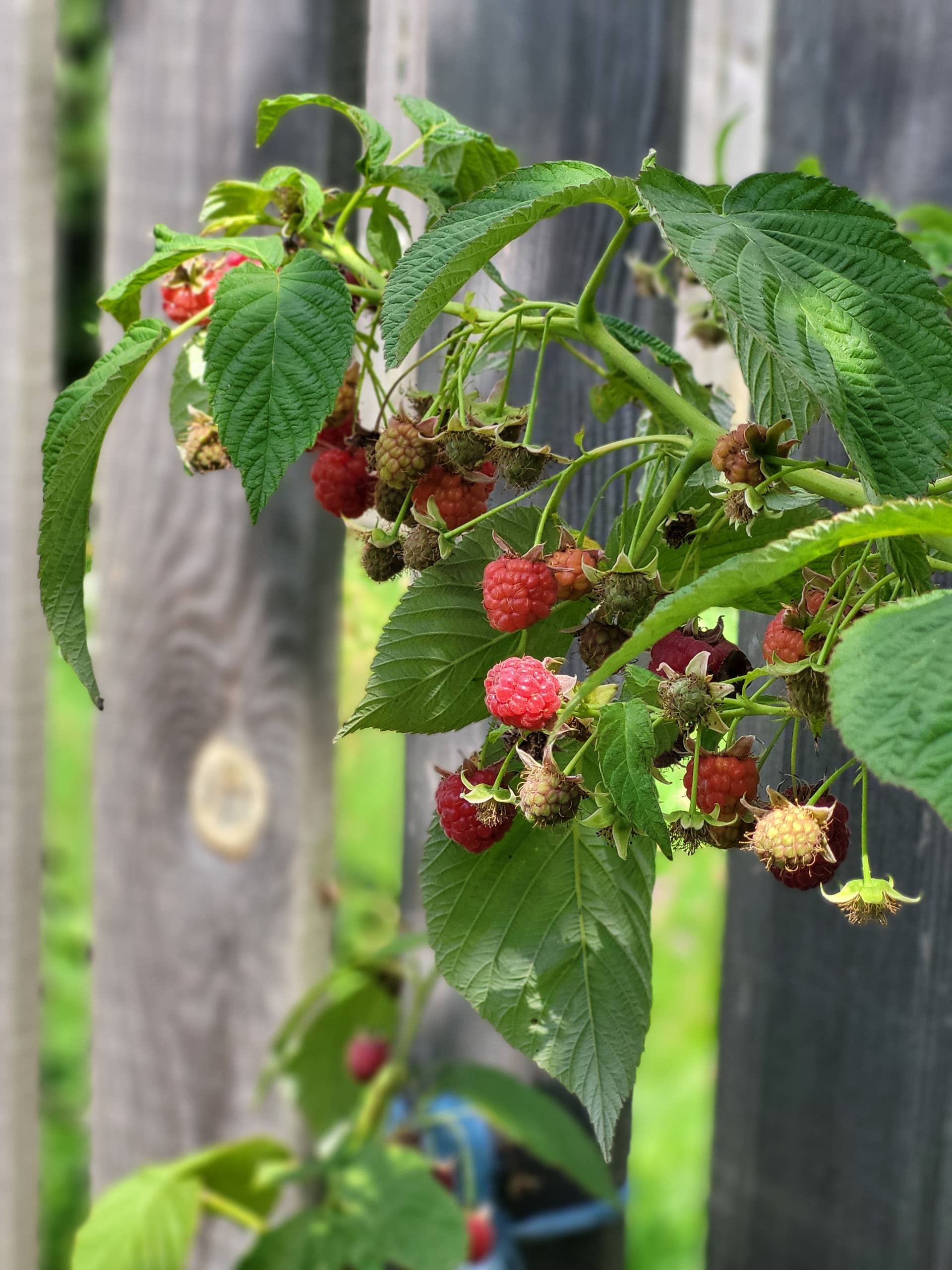 How to Grow and Care for Raspberries - Dengarden