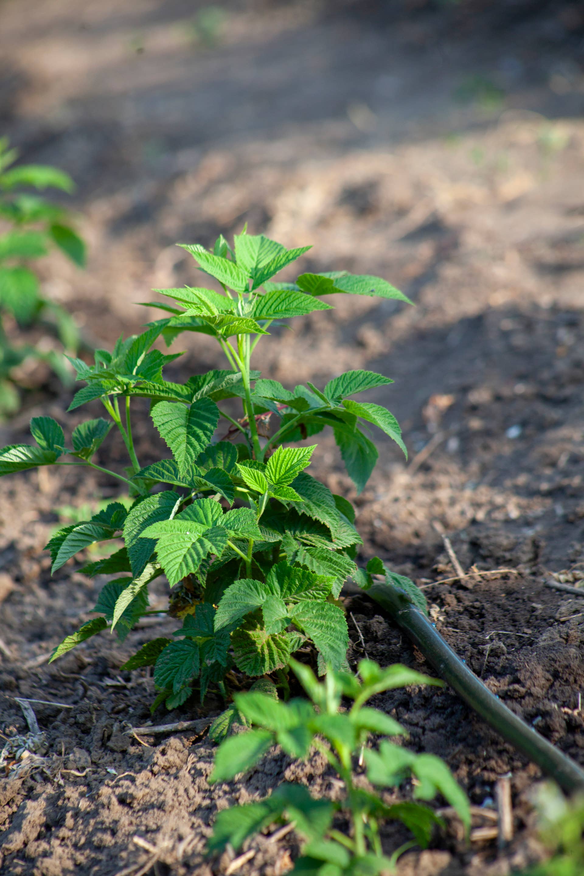 Life Sprouting Searing Raspberry How to Grow and Care for Raspberries - Dengarden