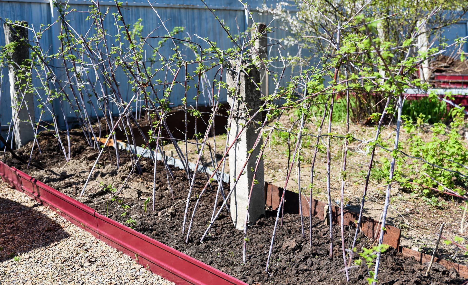 How to Grow and Care for Raspberries - Dengarden
