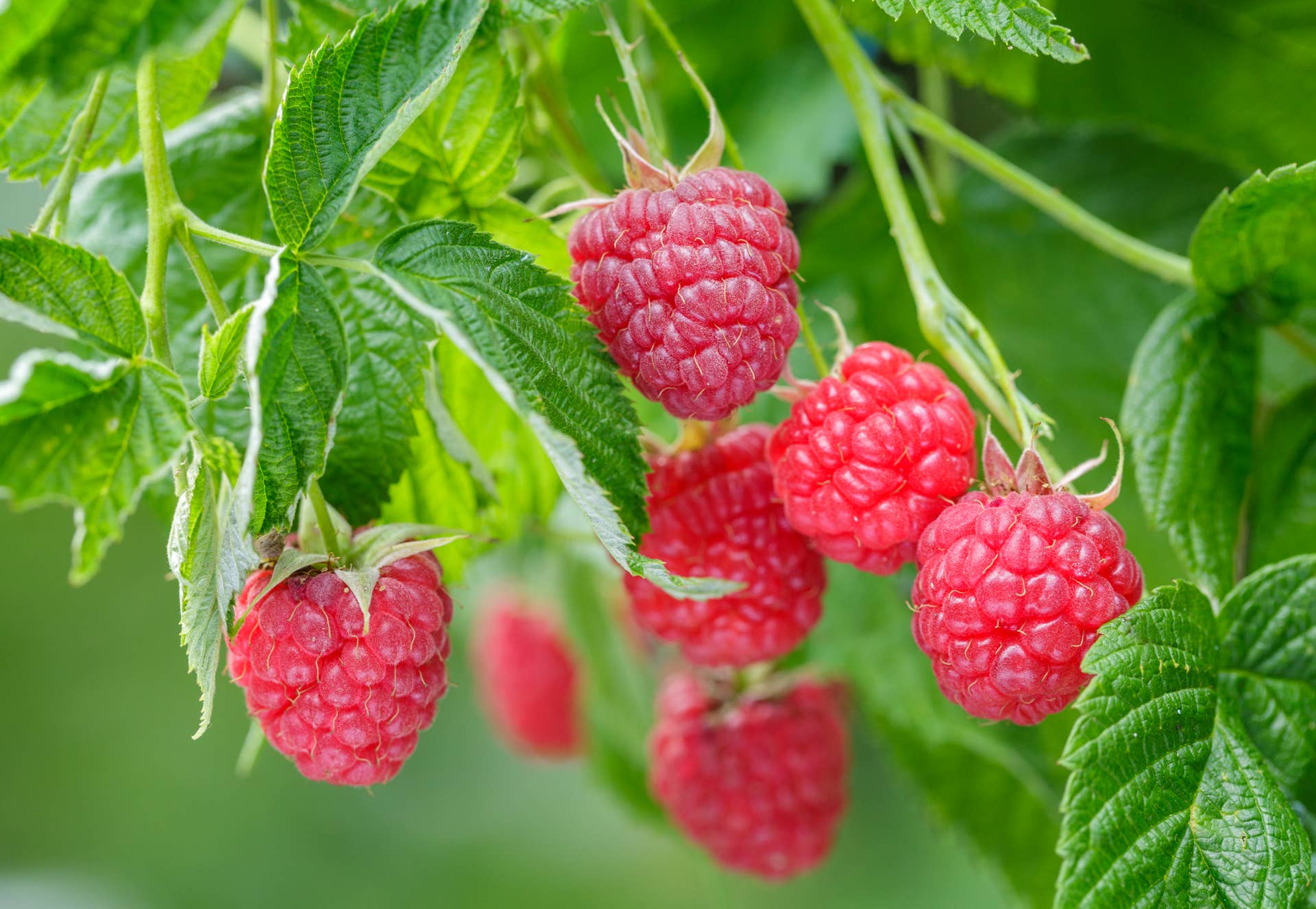 One Raspberry Plant Care How to Grow and Care for Raspberries - Dengarden