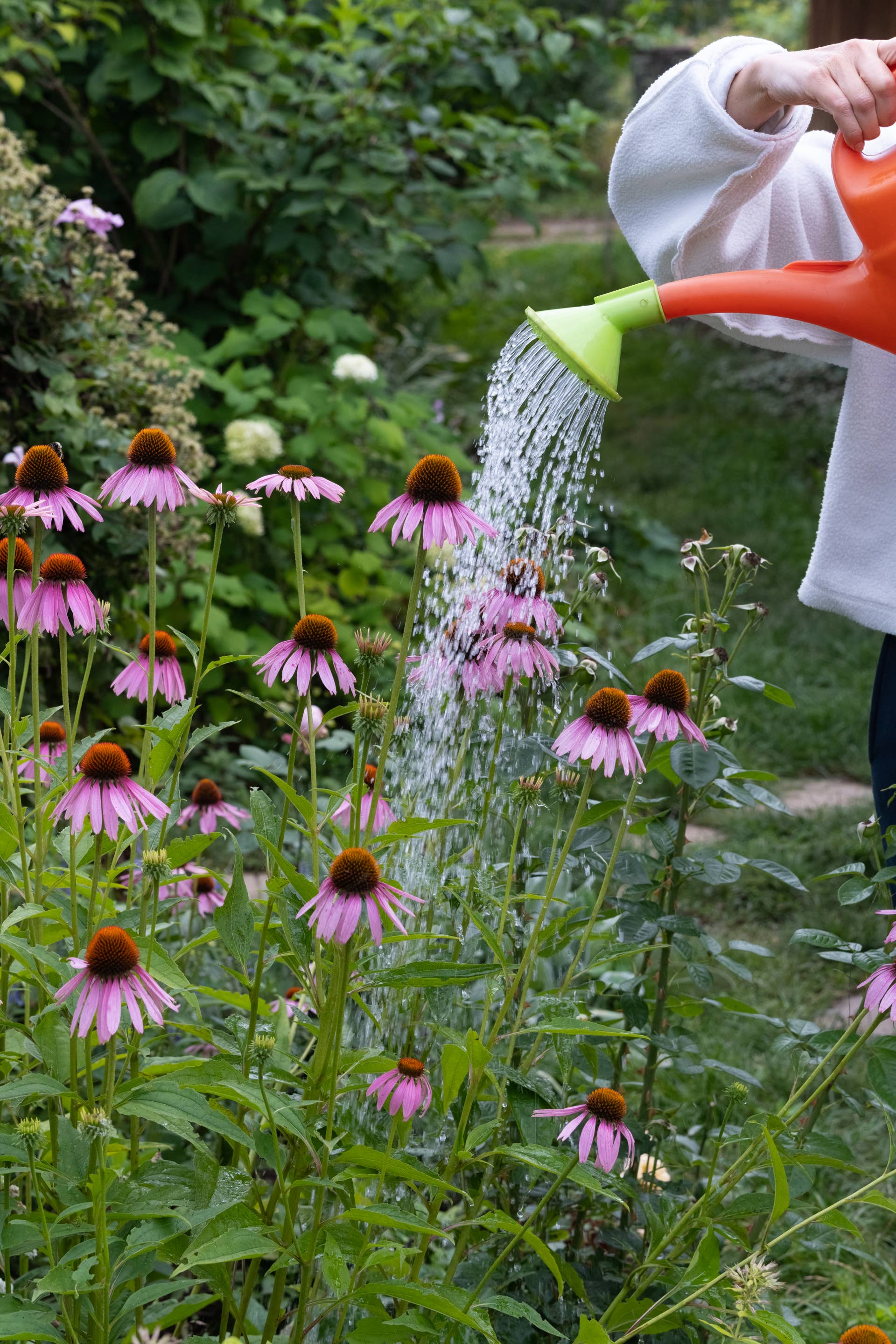 How to Grow and Care for Purple Coneflower - Dengarden