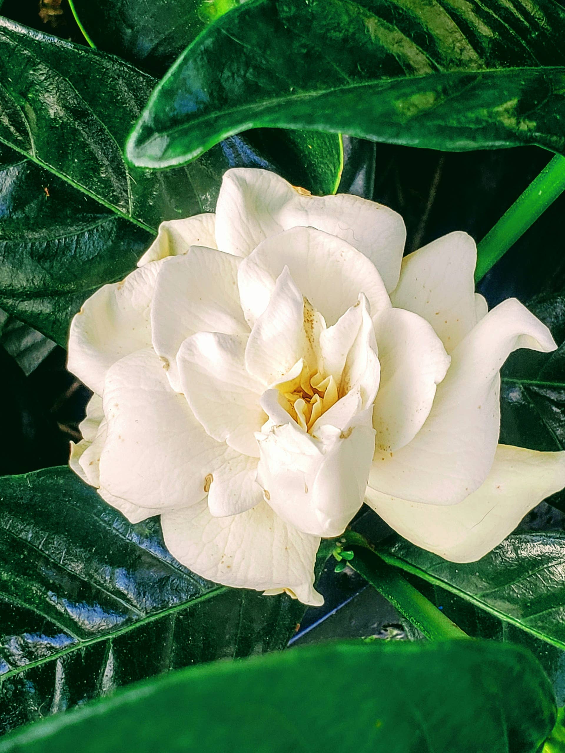 gardenia flower