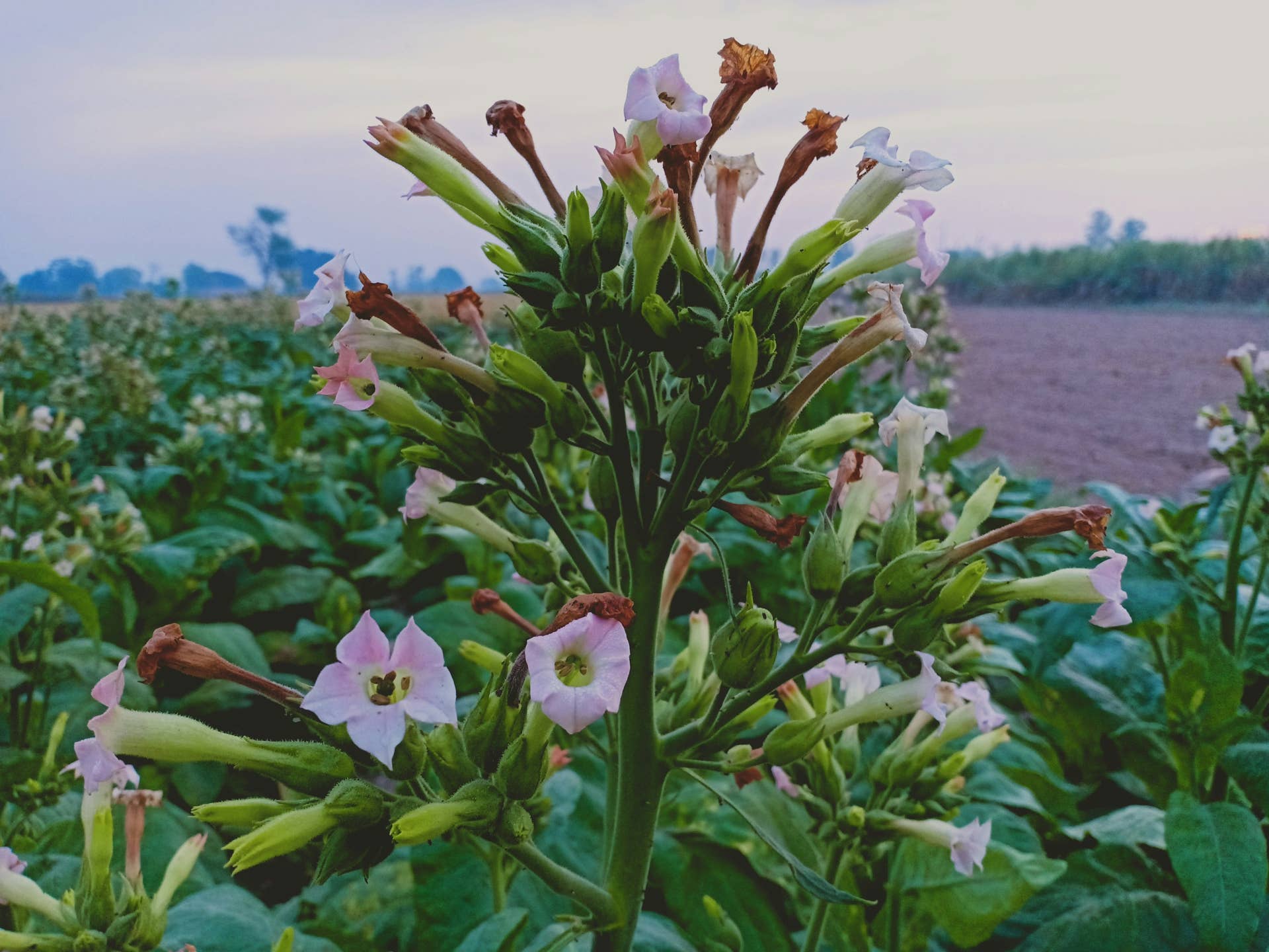 ornamental tobacco