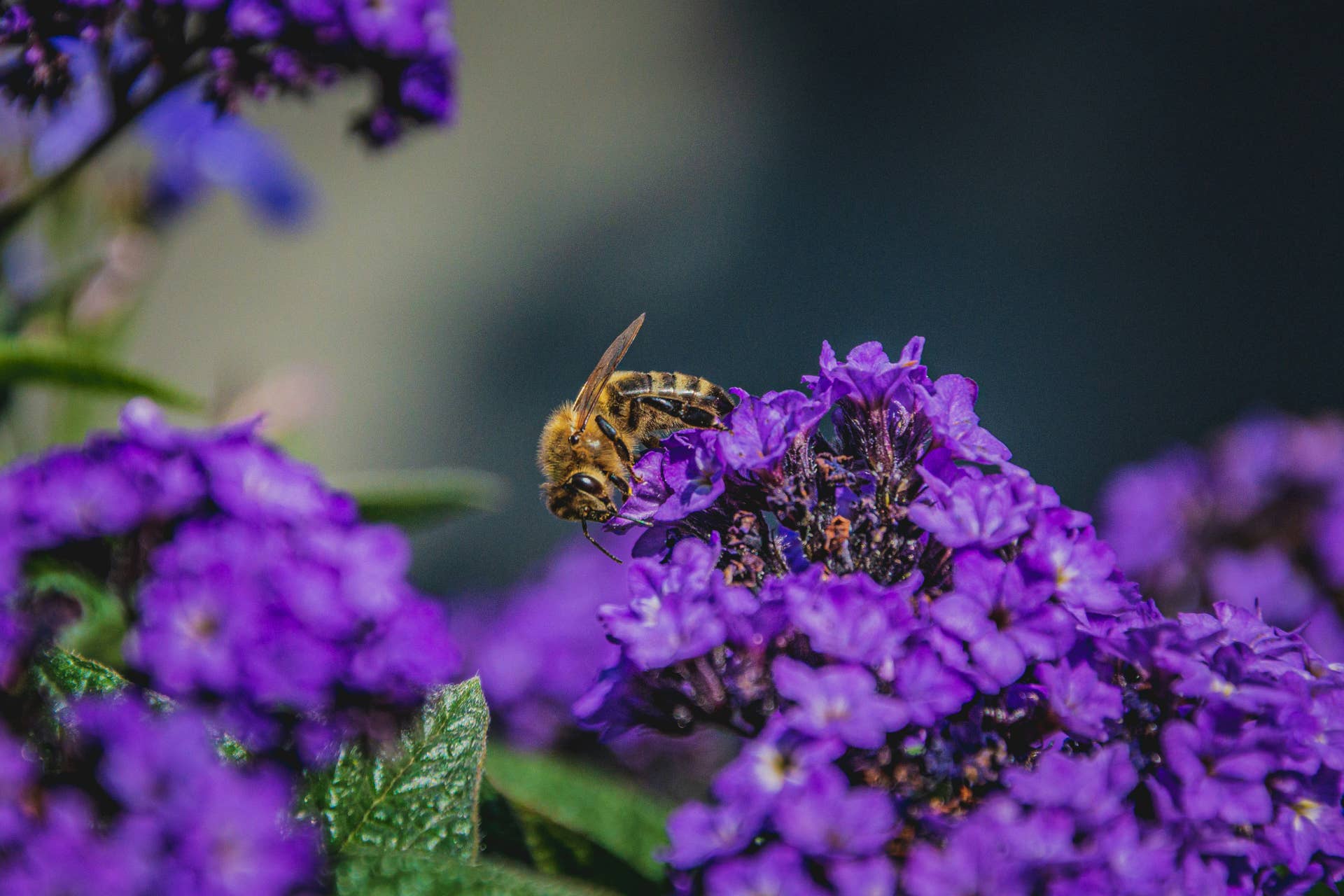 heliotrope