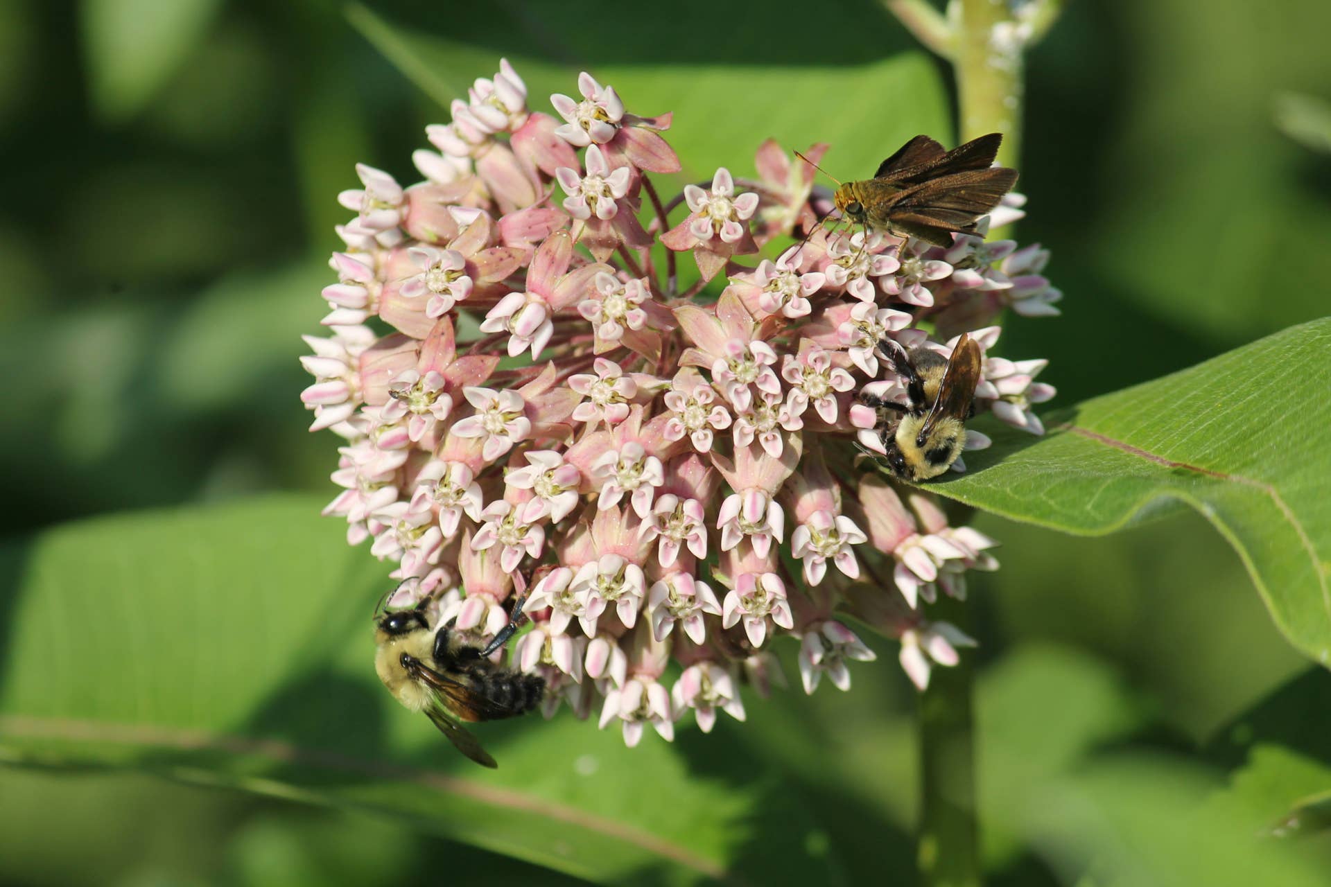 common milkweed with visiting pollinators