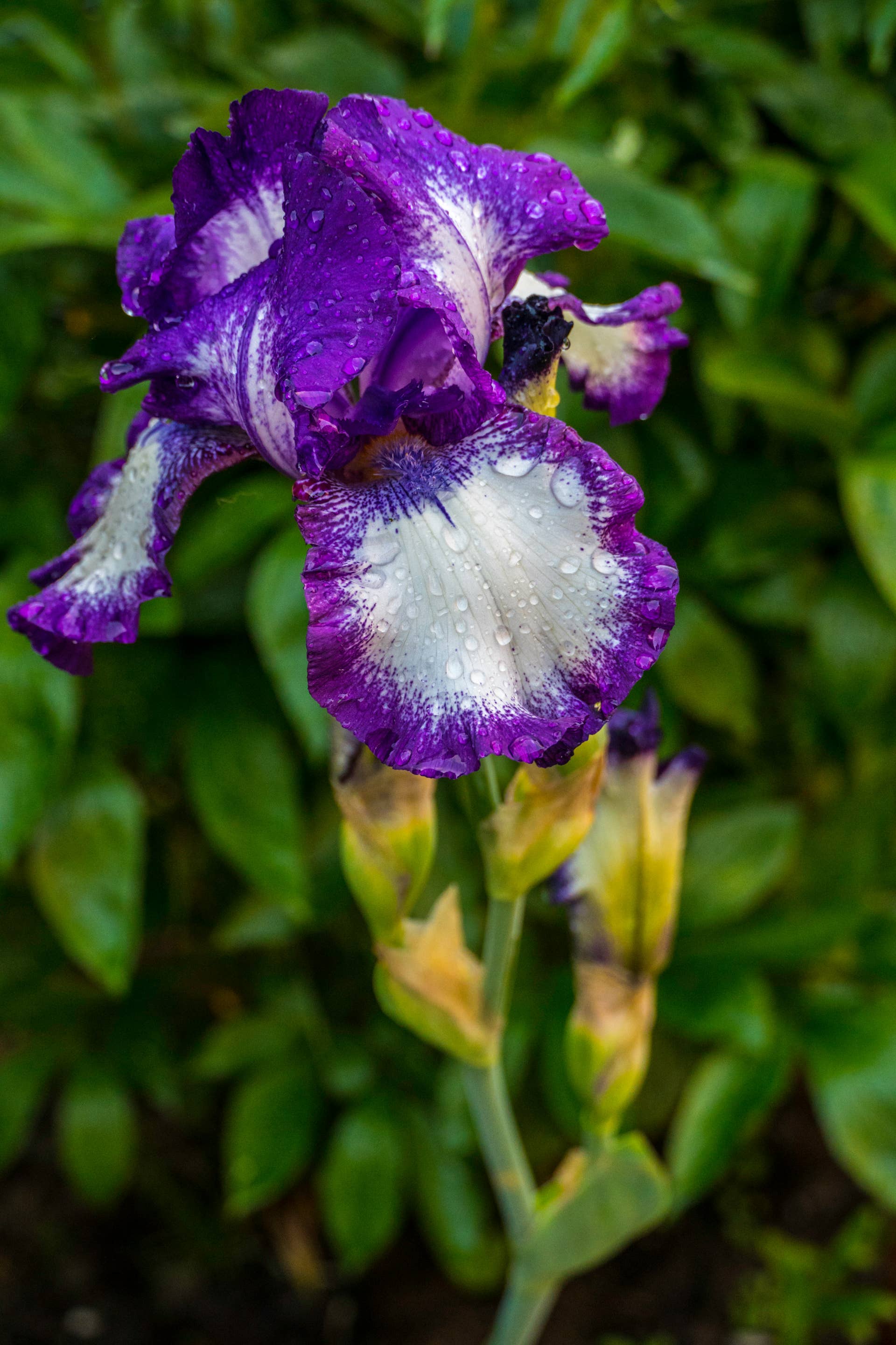 Bearded Iris