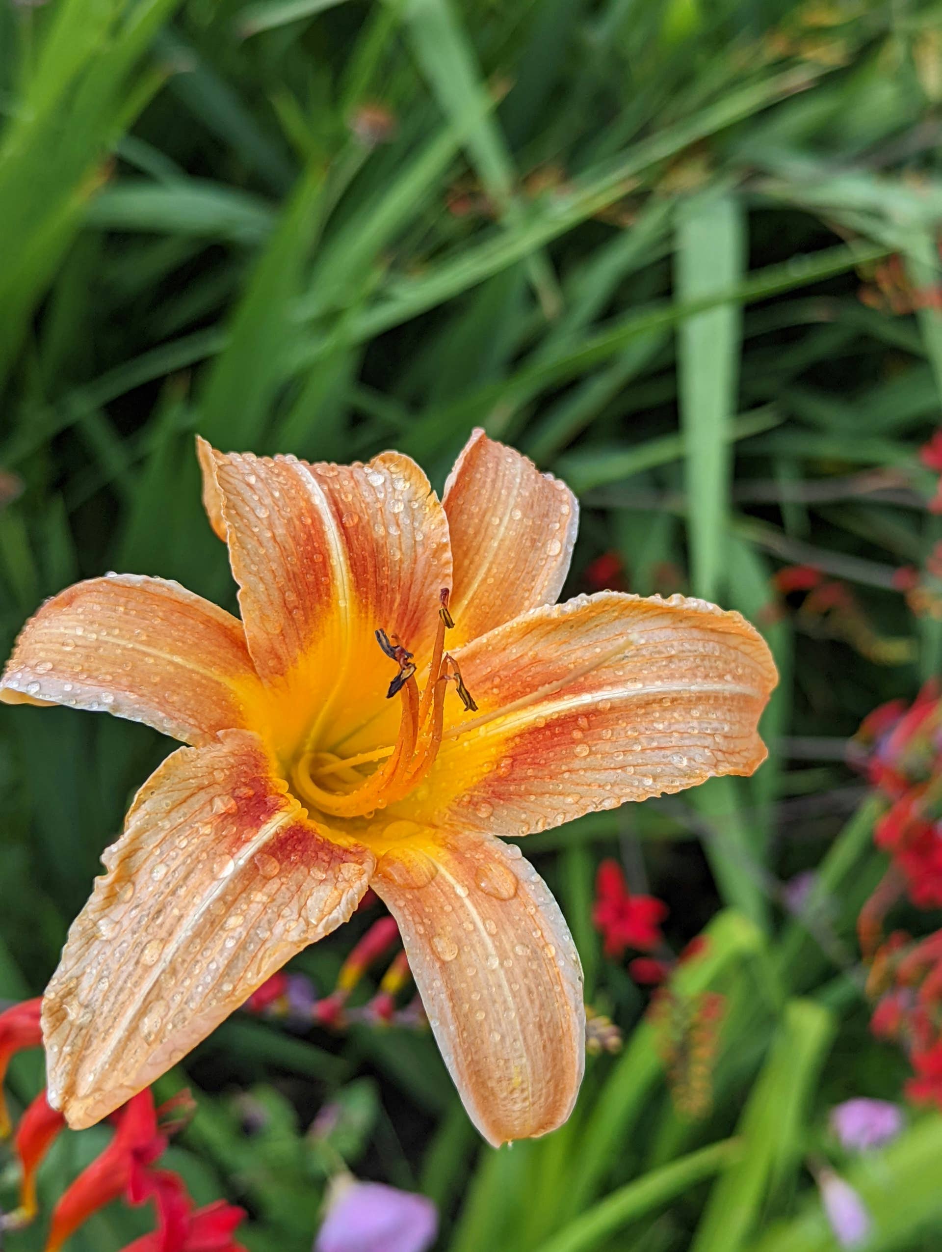 orange lily in garden