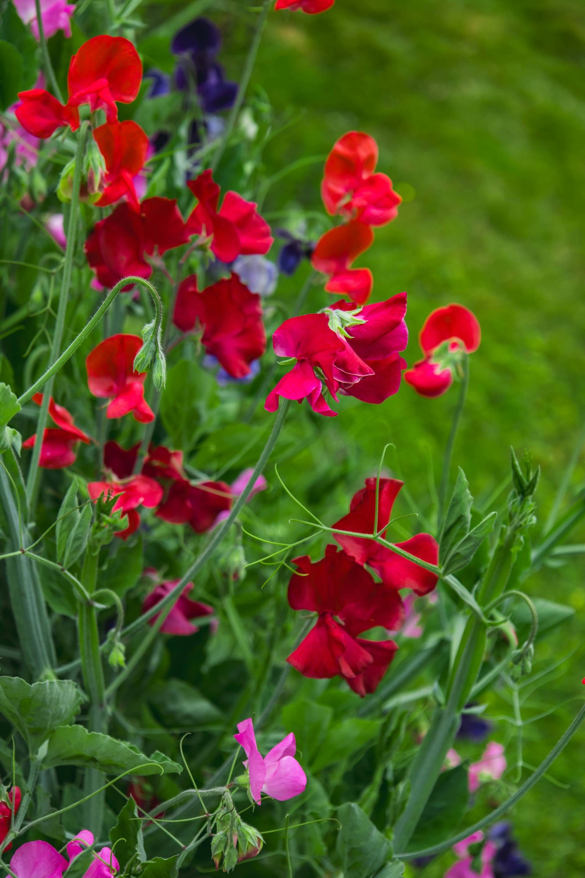 vibrant red and pink sweet pea flowers bloom against a lush green backdrop