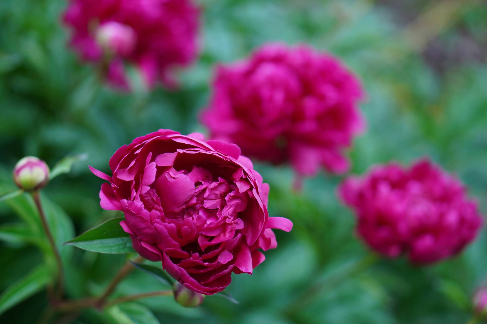 dark pink peonies