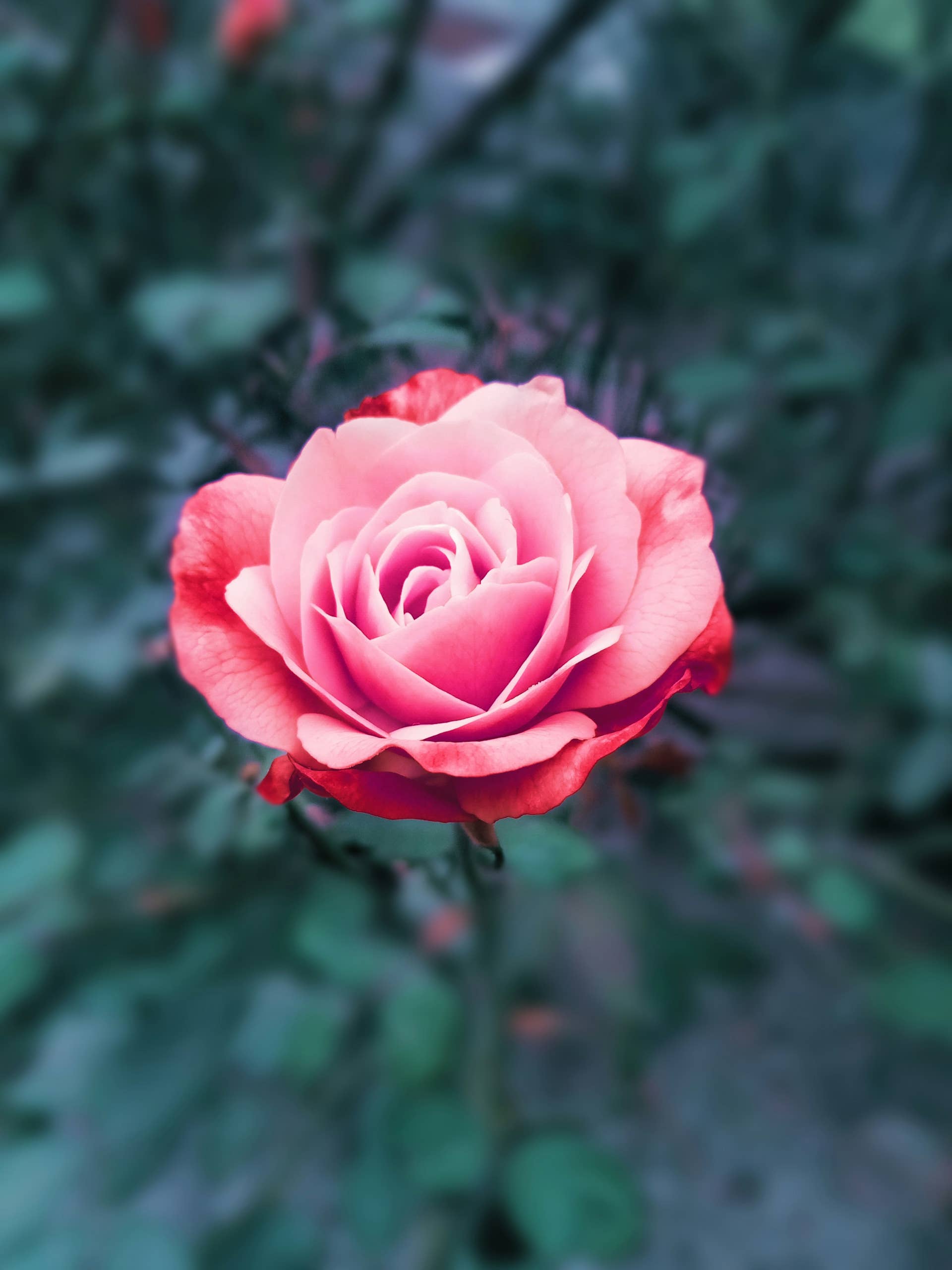 garden fresh rose enhance the beauty of my home.