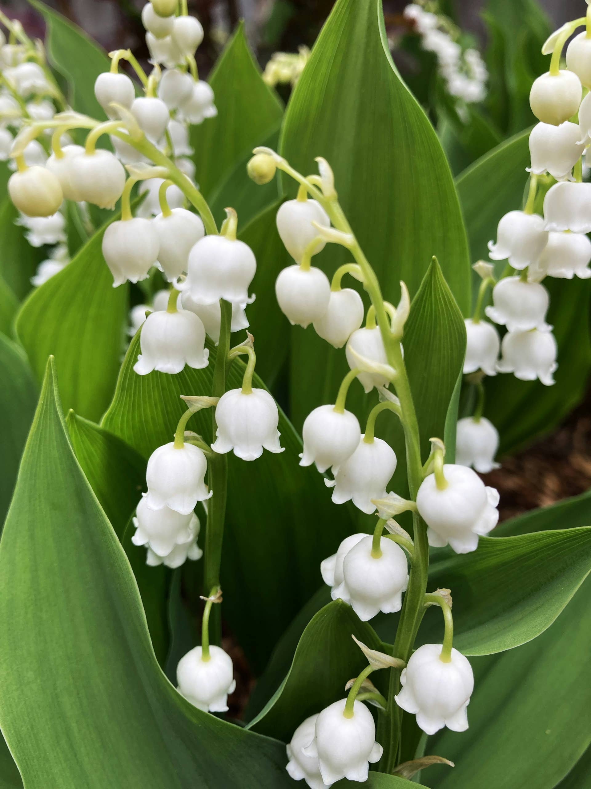 Lilies Of The Valley