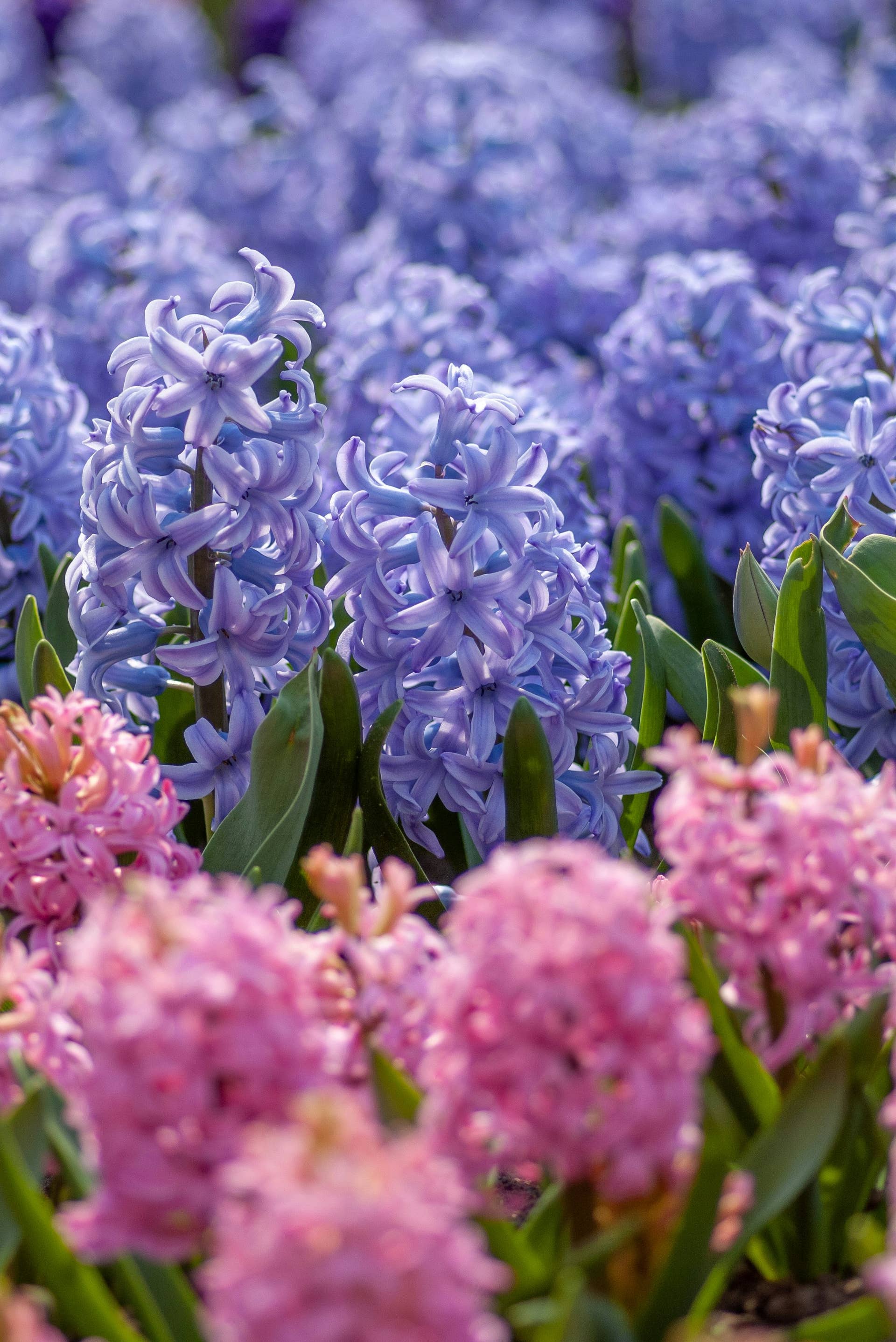 Pink and violet hyacinths in spring graden