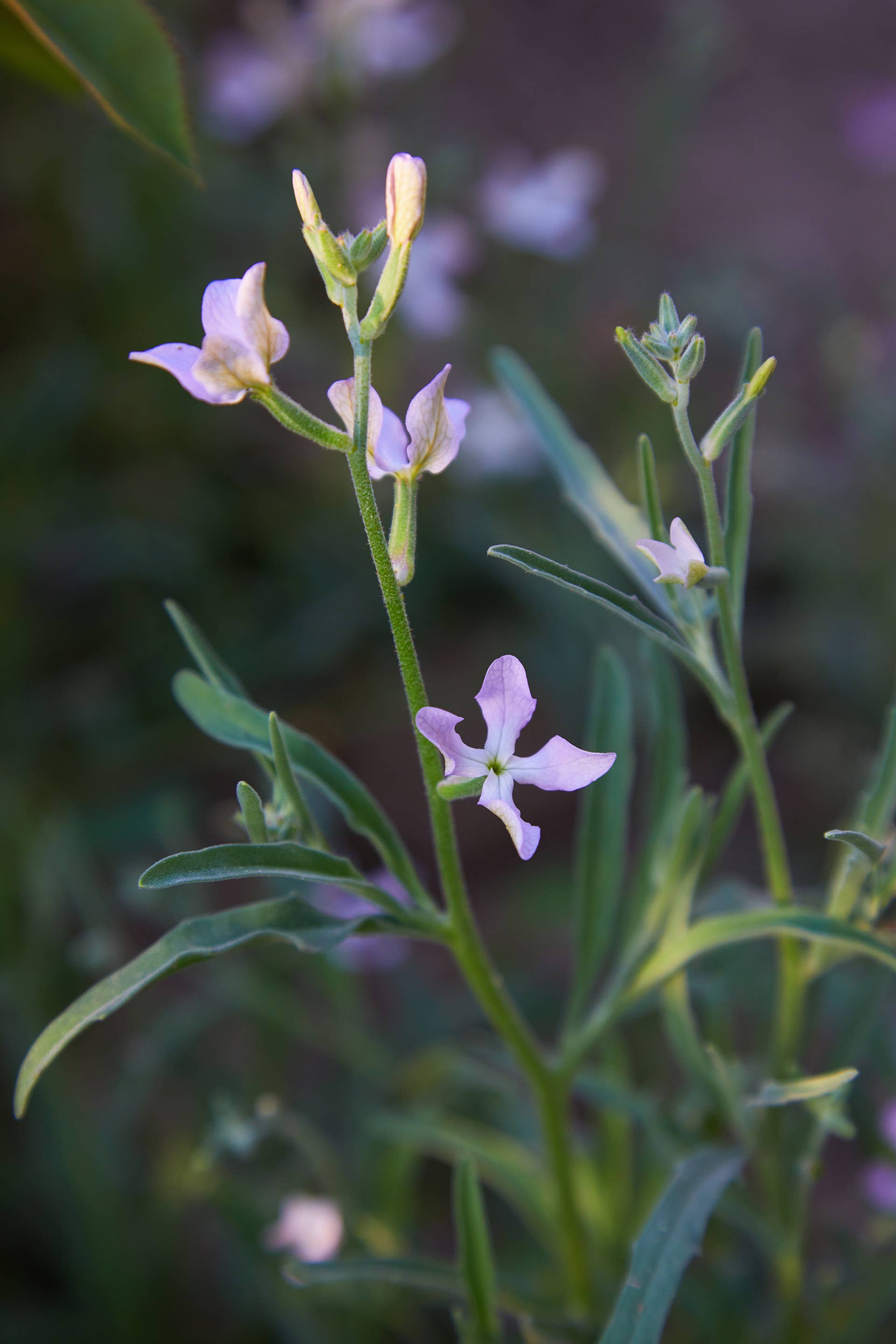 Liudmyla Liudmyla