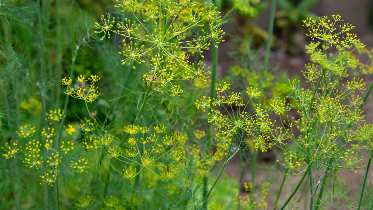 How to Grow Dill: The Ultimate Guide - Dengarden