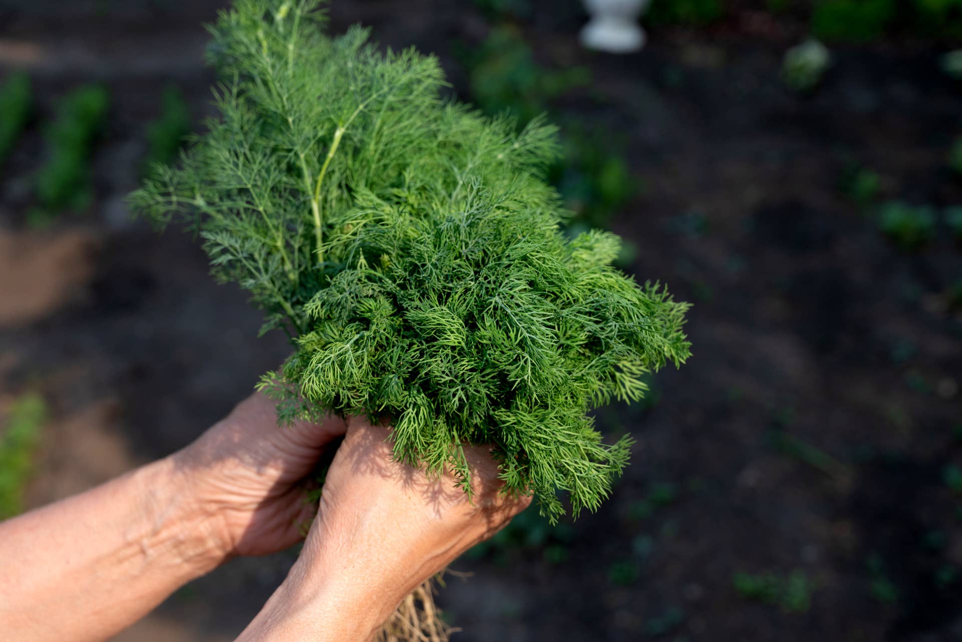 How to Grow Dill: The Ultimate Guide - Dengarden