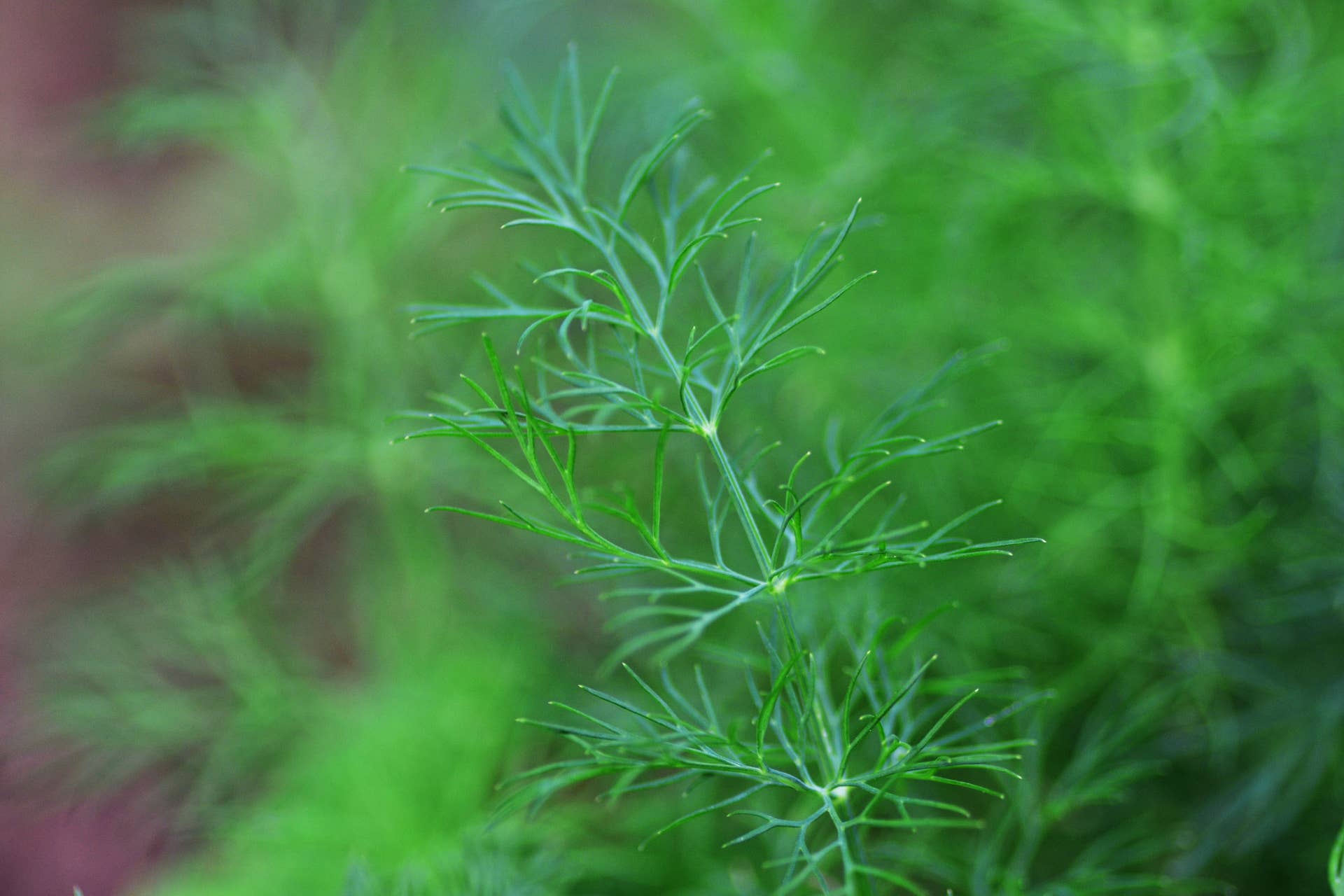 How to Grow Dill: The Ultimate Guide - Dengarden