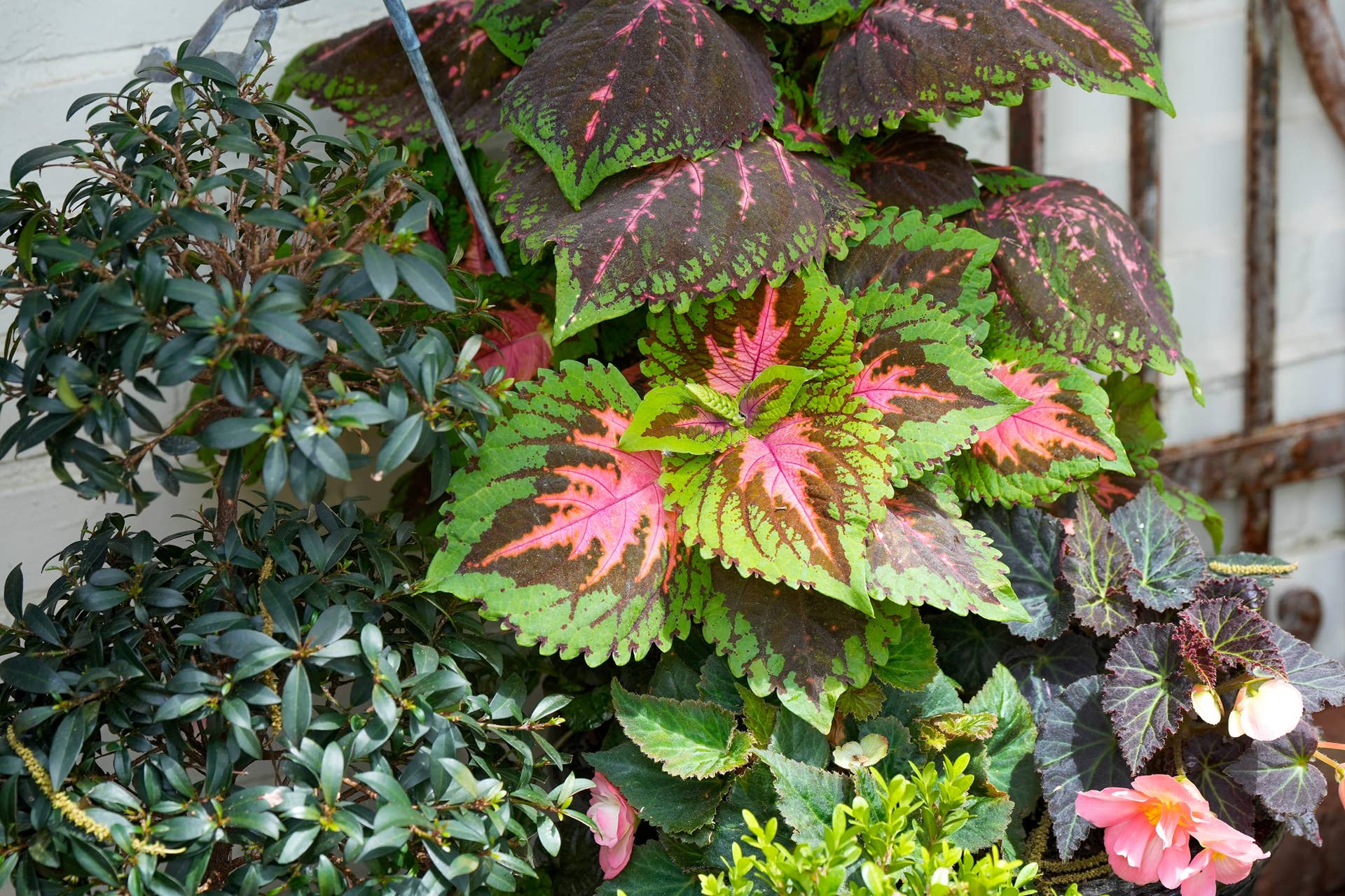 grow bags for plants Felt Plant Grow Bags
