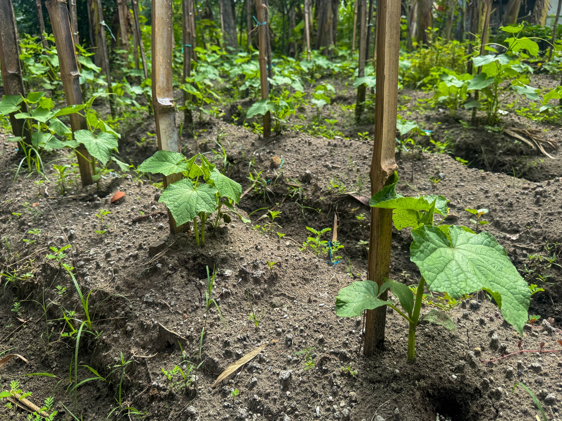 Are You Over-Fertilizing? Learn to Spot the Signs - Dengarden