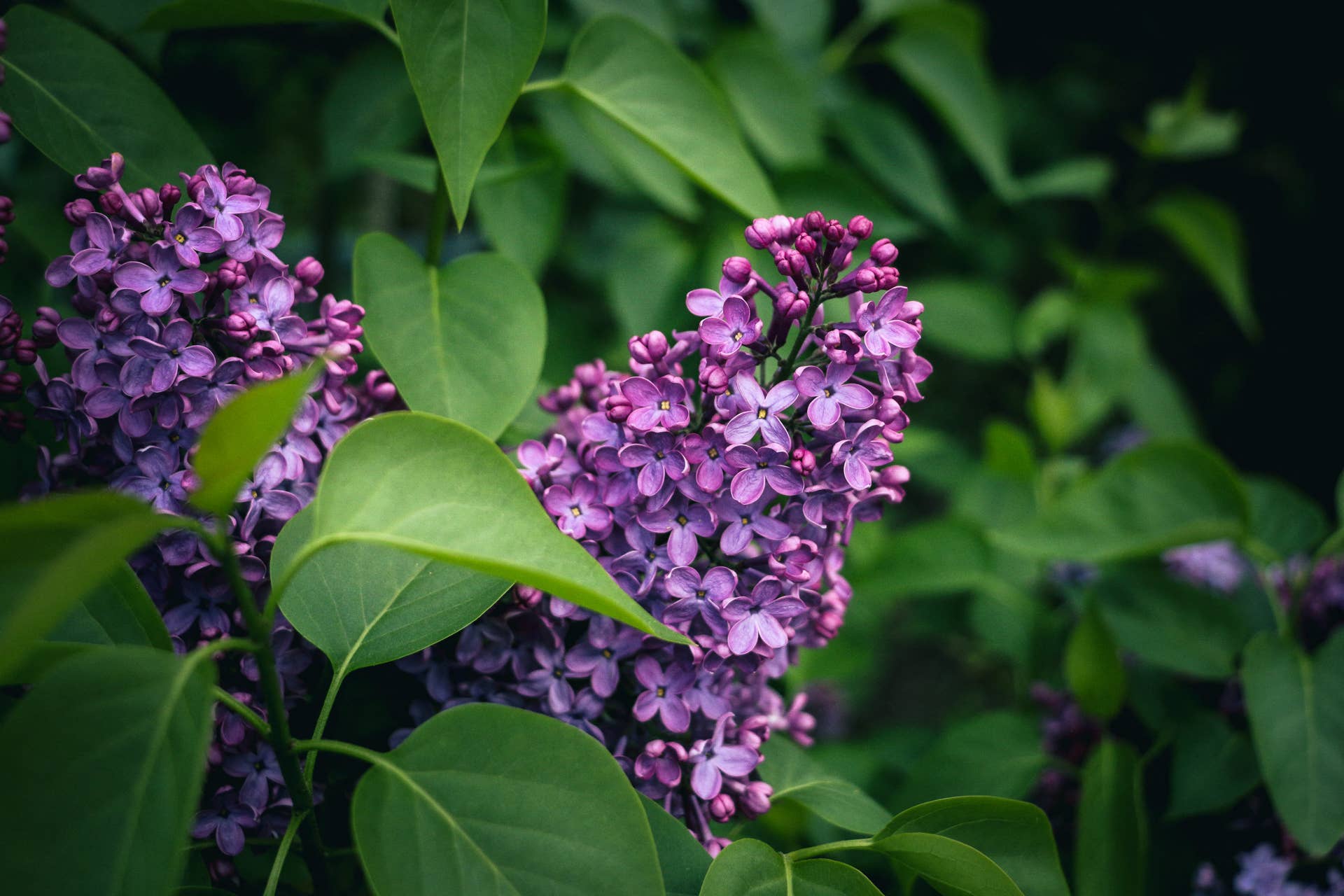 20+ Plants and Flowers to Include in Your Zone 5 Garden - Dengarden