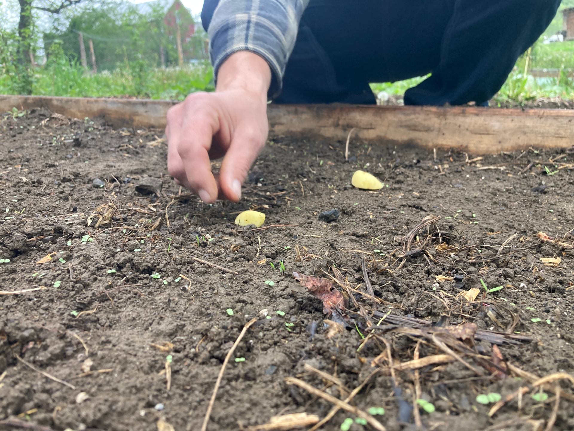 Try No-Dig Potato-Growing Method for a Bumper Potato Crop - Dengarden
