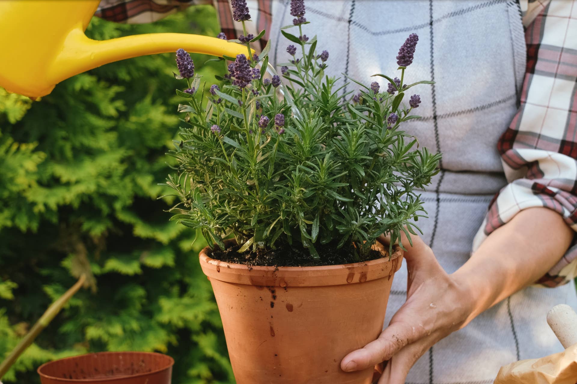 Why Lavender Keeps Dying in Pots, According to Experts - Dengarden