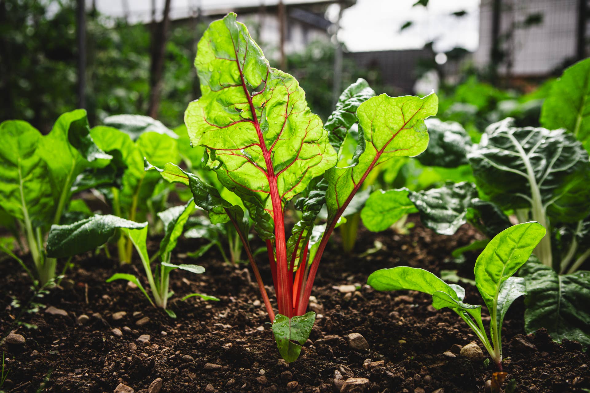 7 Vegetables You Can Still Start from Seed in June - Dengarden