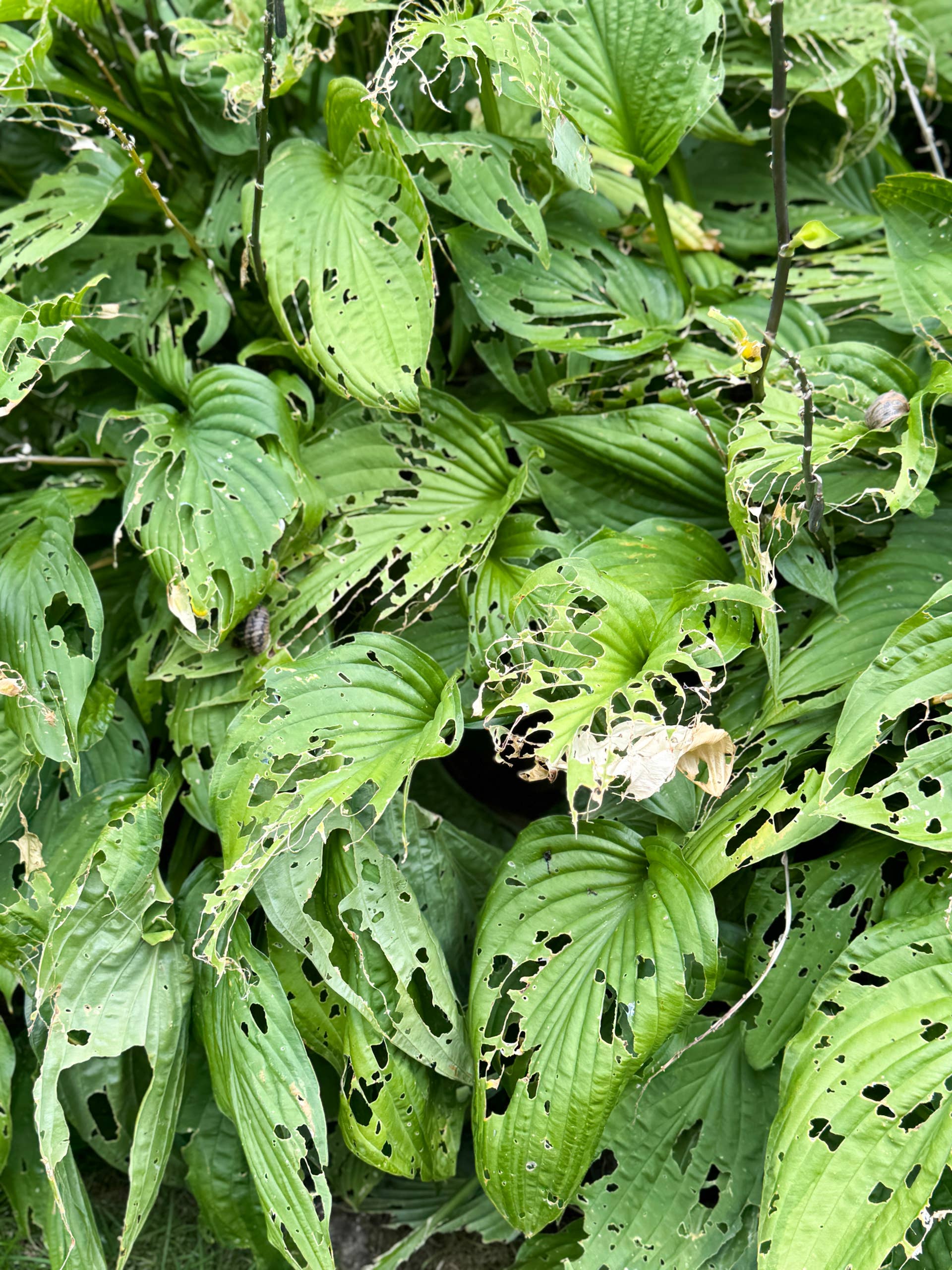 Why Your Hostas Have Holes and How to Stop It - Dengarden