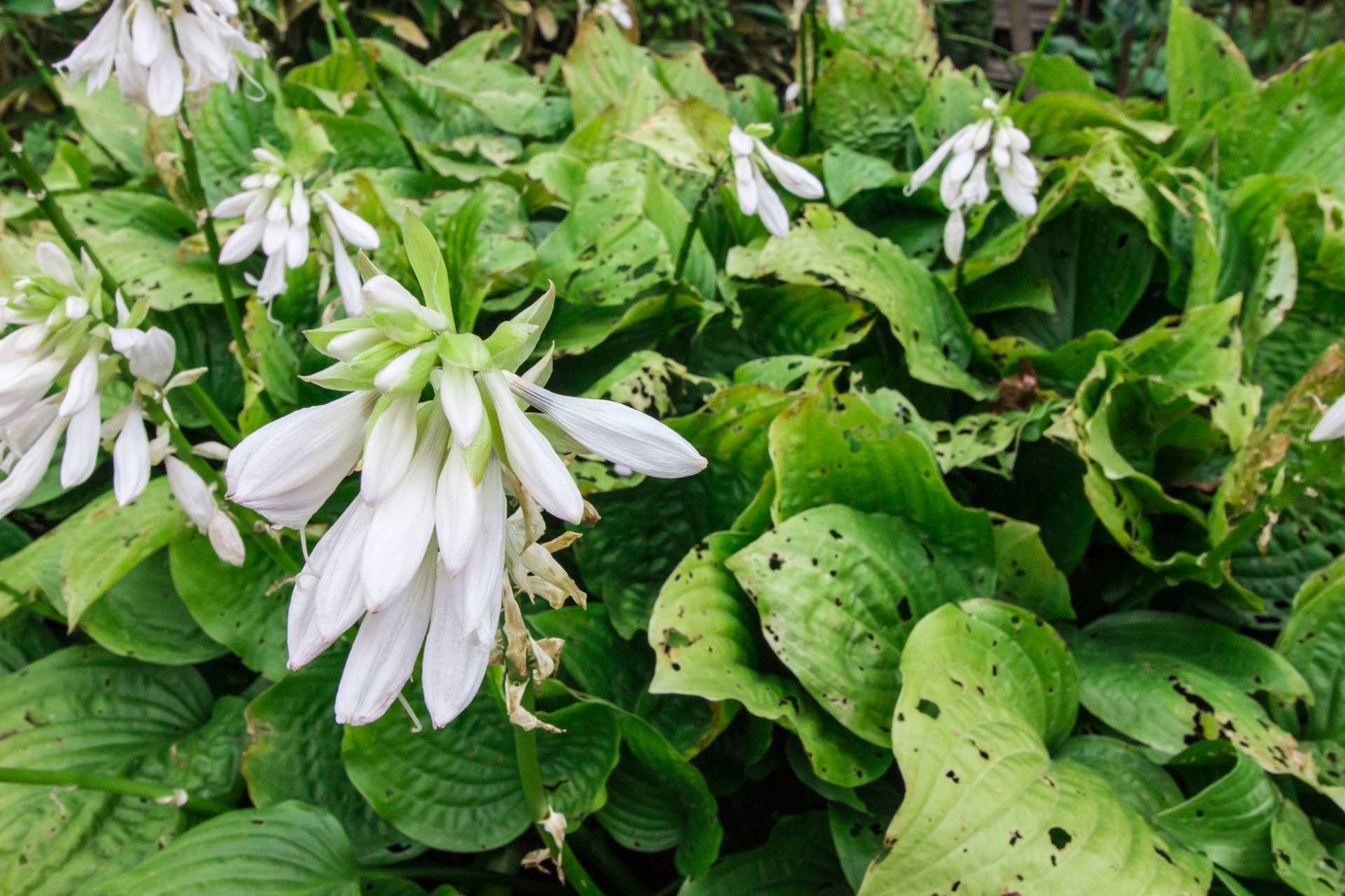 How to Grow Catha EdulisKhat, Qat, Gat or Miraa - Dengarden
