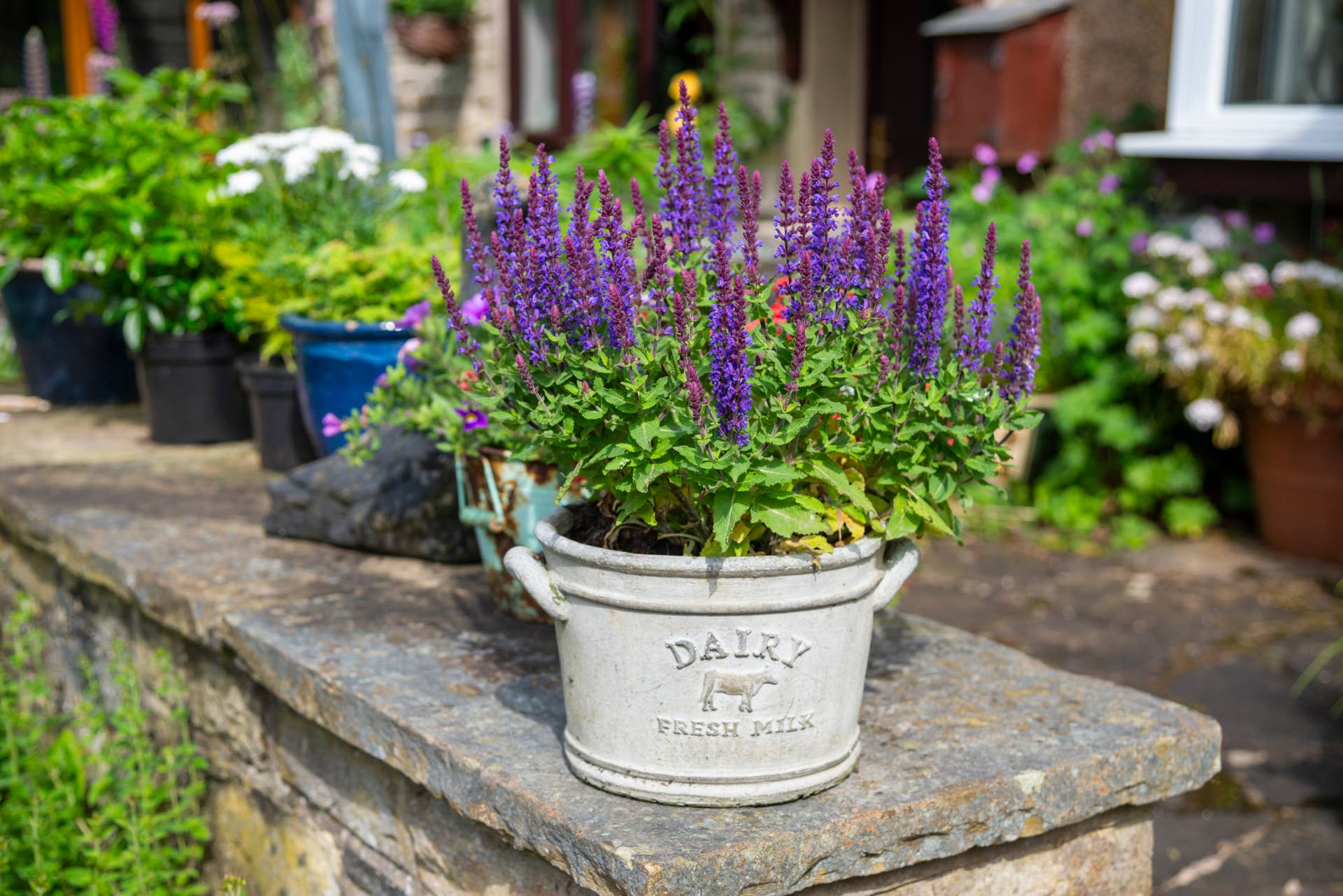 Why Hummingbirds Love Salvia - Dengarden