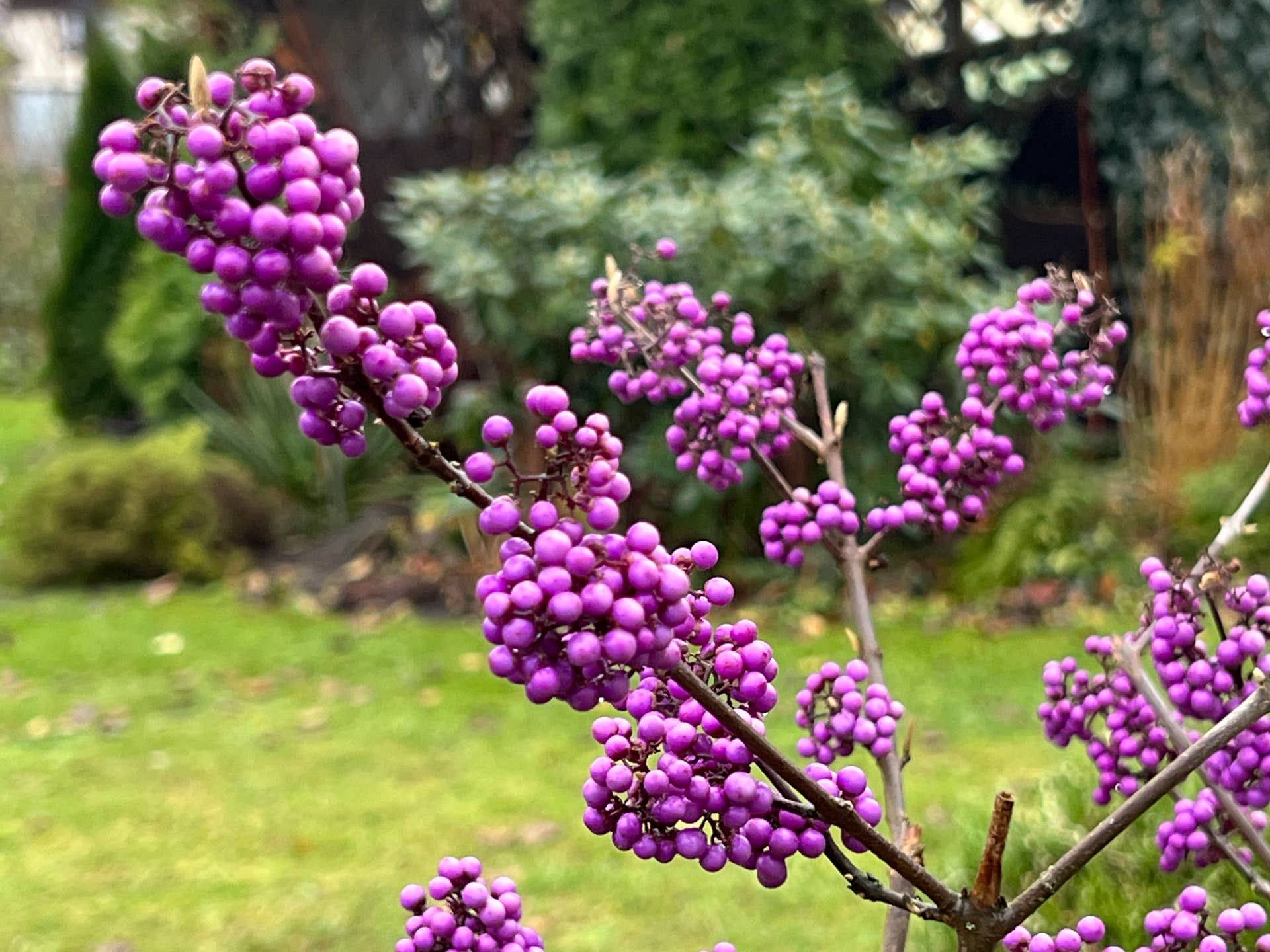 Kalicarpa  (Callicarpa L.), a garden beauty, blooms purple until late autumn and adds color to the garden.