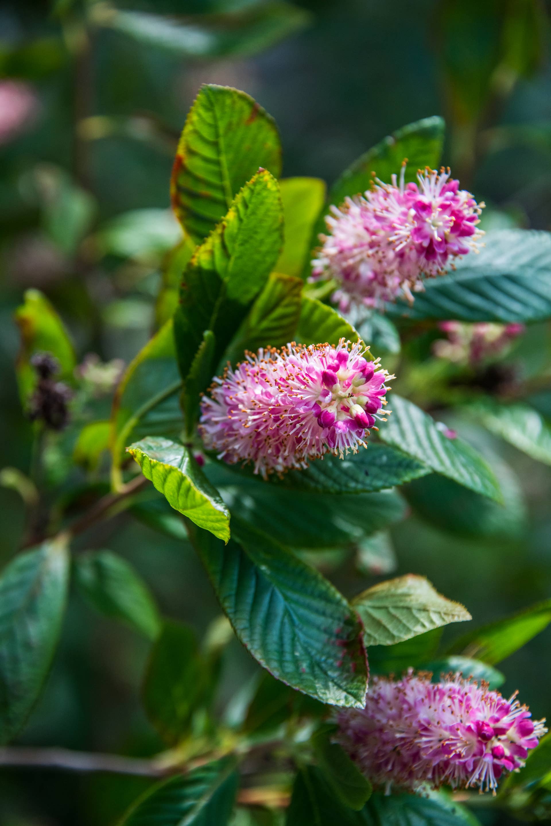 Sweet Pepperbush Clethra in a public garden in Manhattan, NYC, USA.