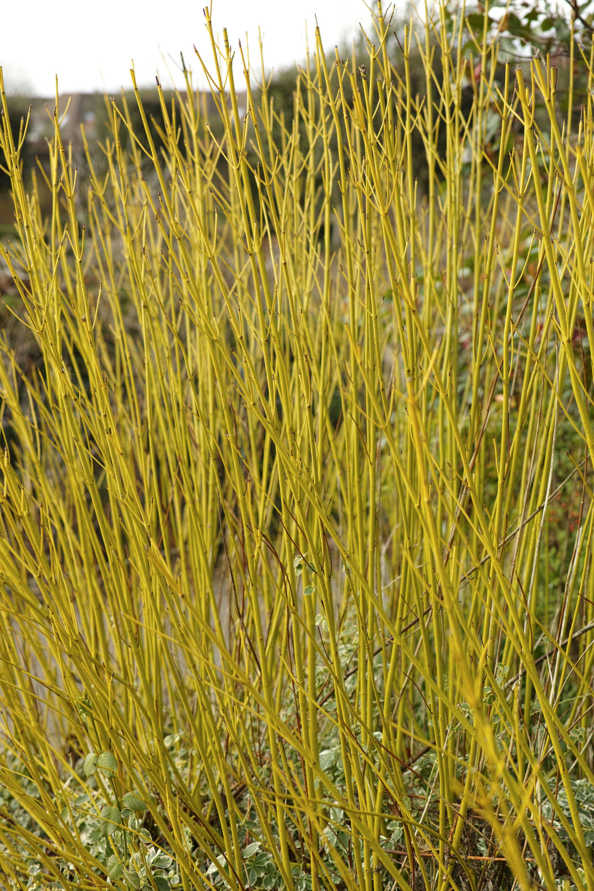 A suckering, medium-sized deciduous shrub, with oval-shaped green foliage, turning red or orange in the autumn, and thickets of greenish-yellow stems, brightest in winter. Small, near-white flowers appear in small clusters in spring and summer, followed by white berries in autumn.