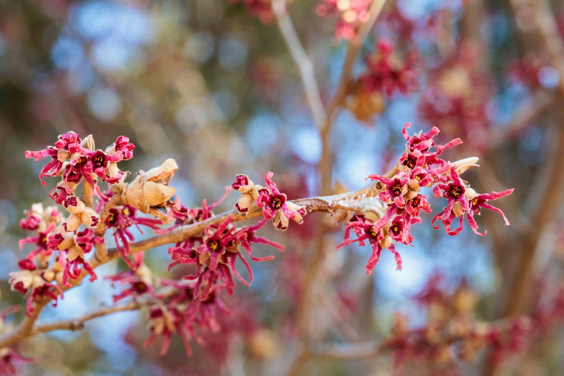 Witch hazel flowers have many twisted, thin petals.